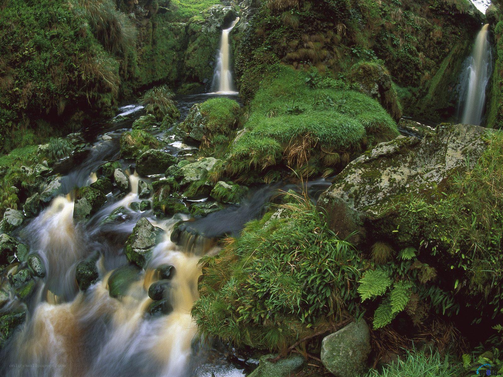 Waterfall in a lush forest