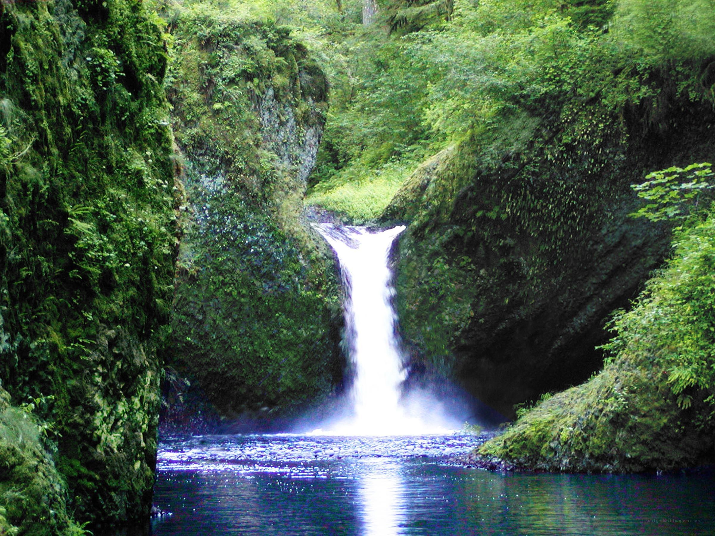 Waterfall in a lush forest