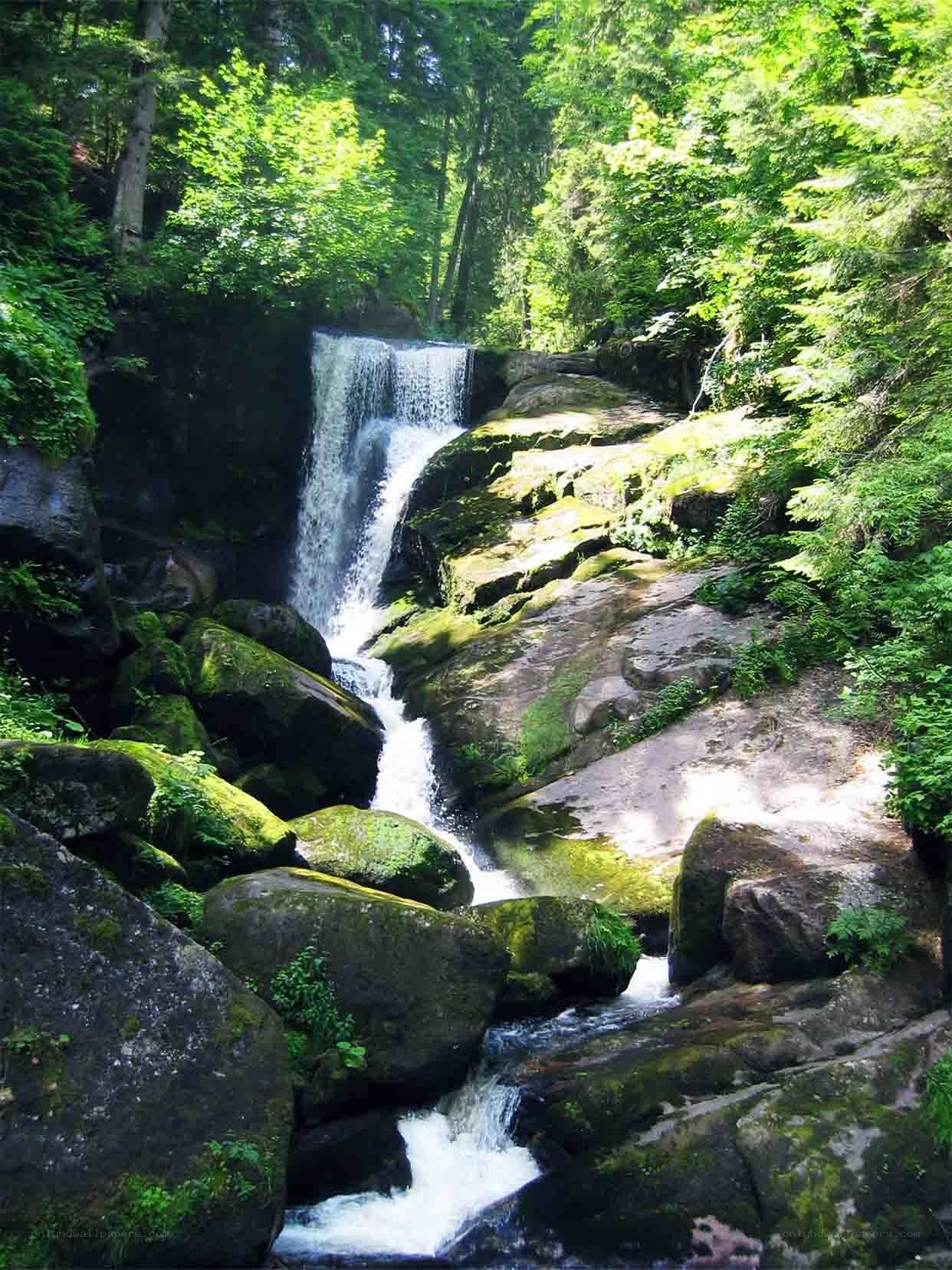Waterfall in a lush forest