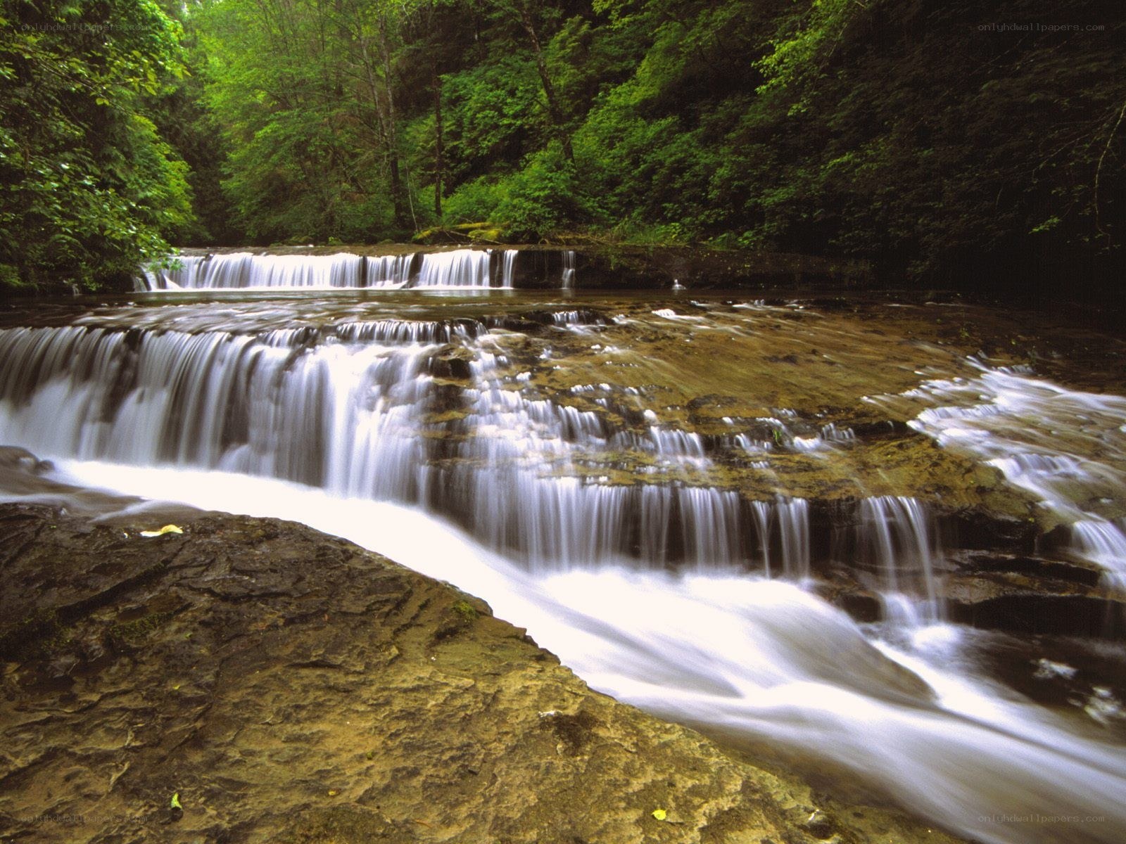 Waterfall in a lush forest
