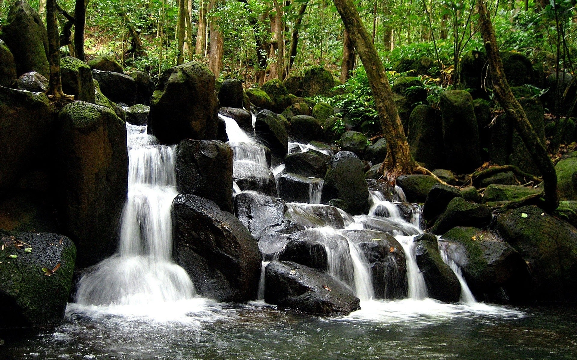 Waterfall in a lush forest