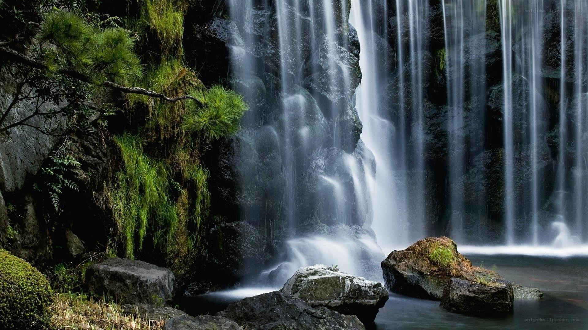 Waterfall in a lush forest
