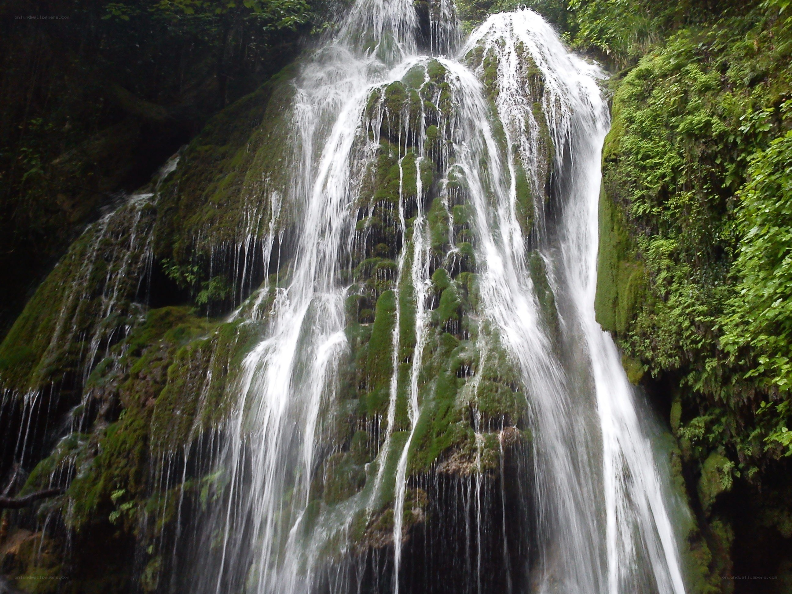 Waterfall in a lush forest