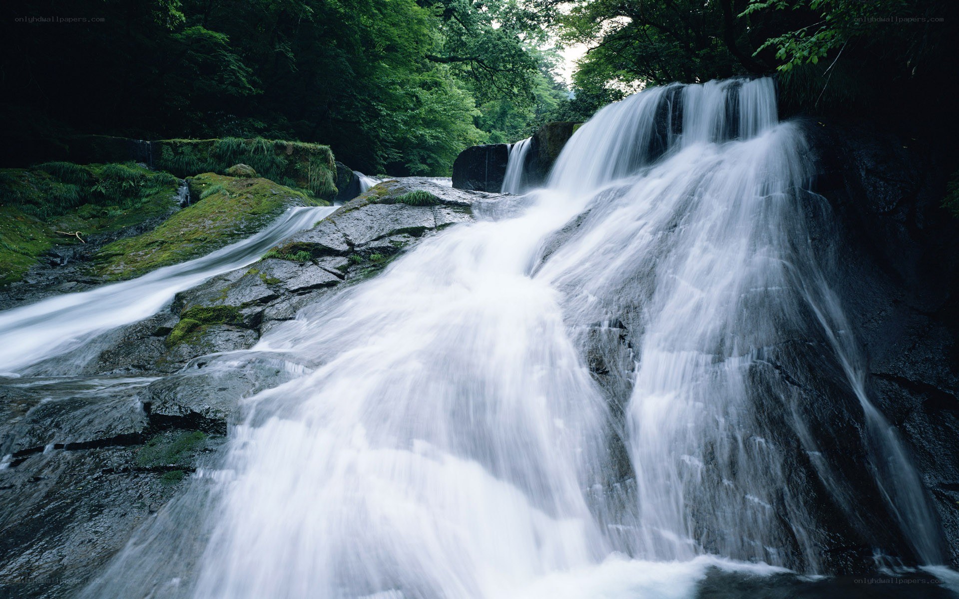 Waterfall in a lush forest