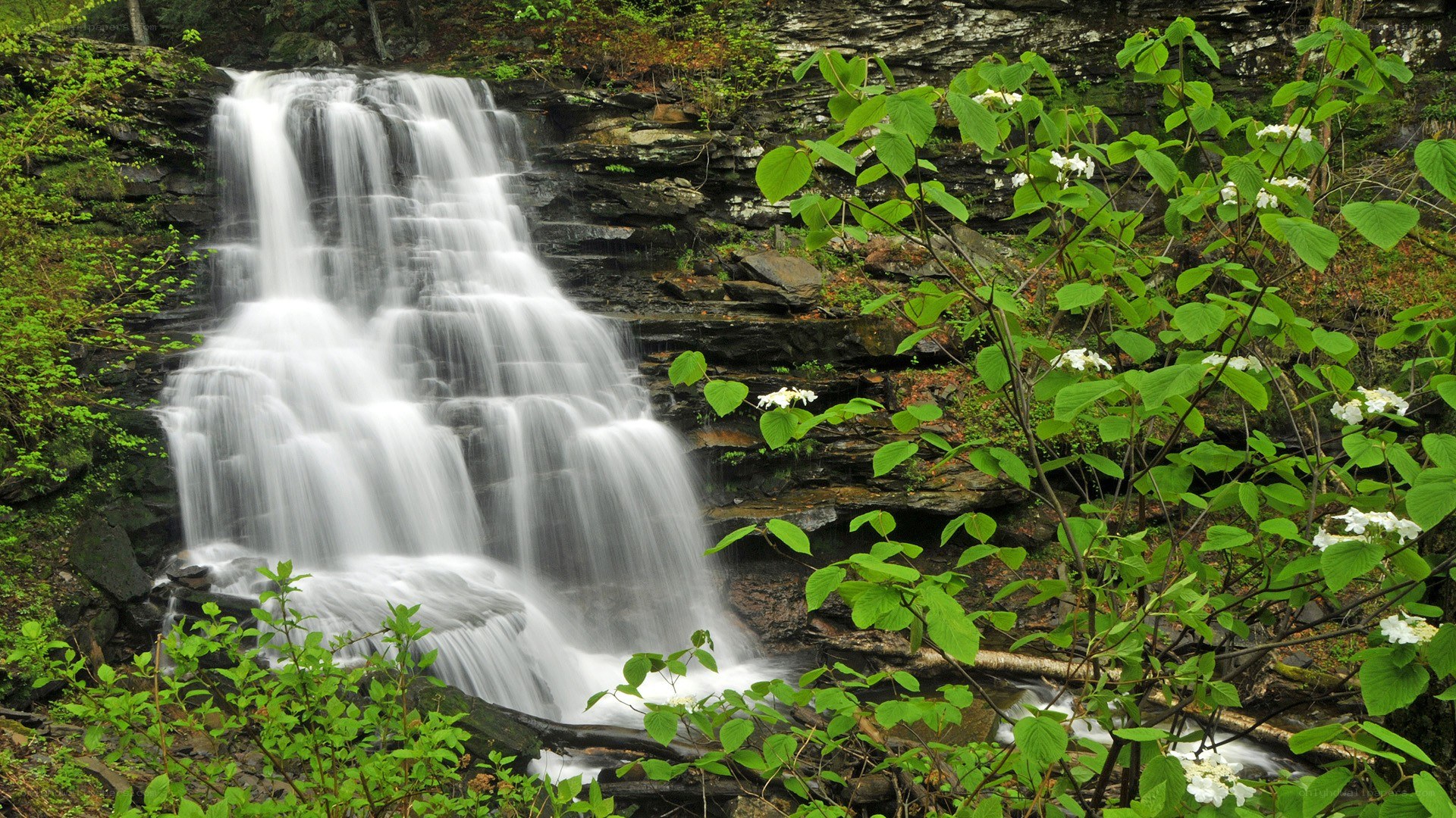 Waterfall in a lush forest