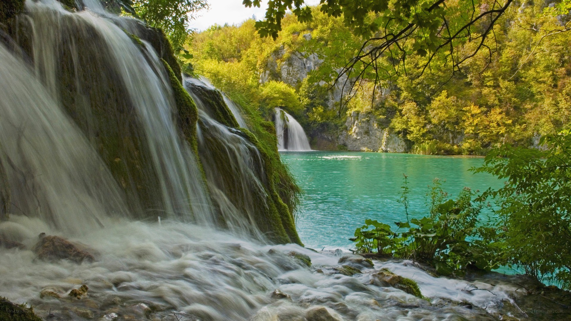 Waterfall in a lush forest
