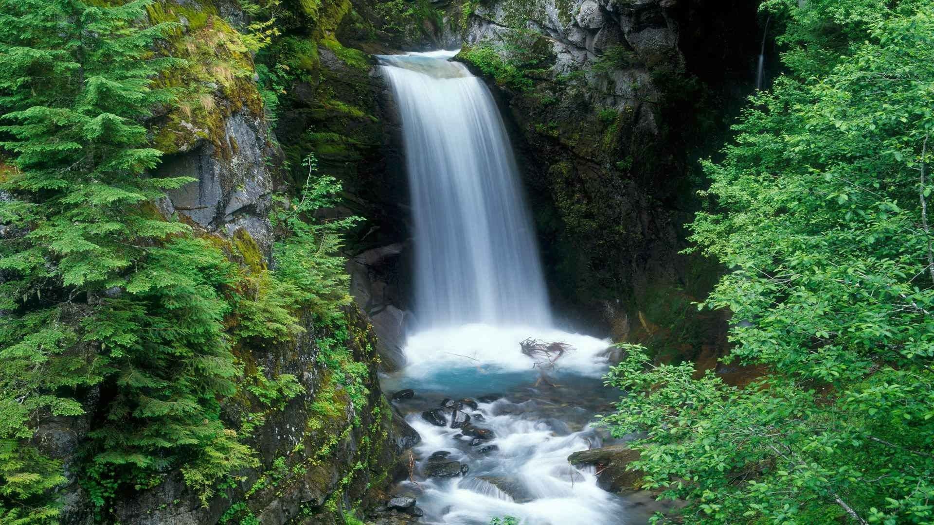 Waterfall in a lush forest