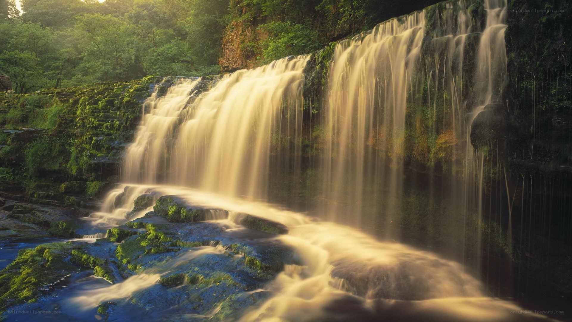 Waterfall in a lush forest