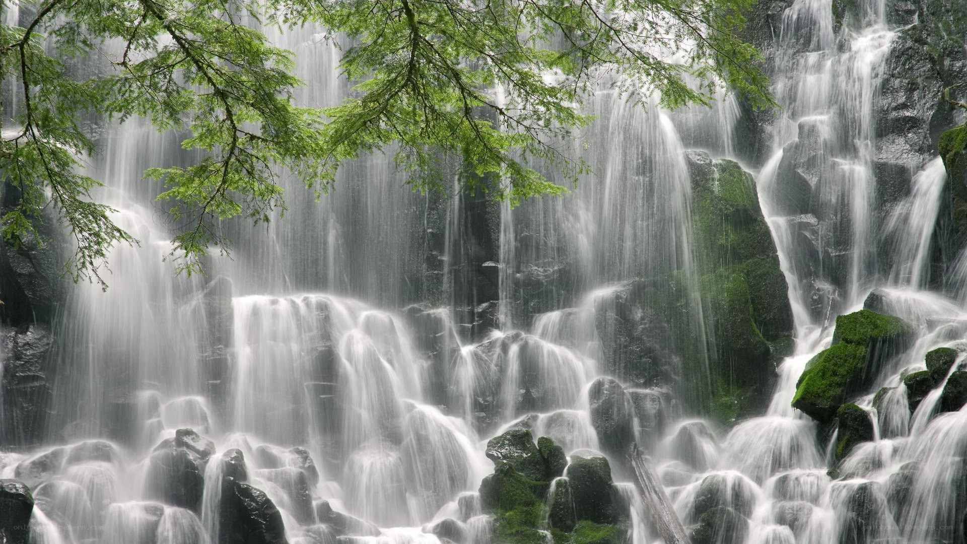 Waterfall in a lush forest