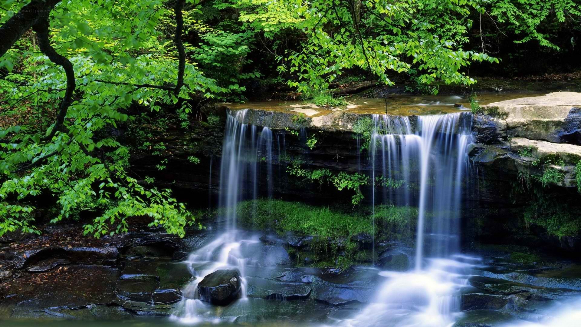 Waterfall in a lush forest