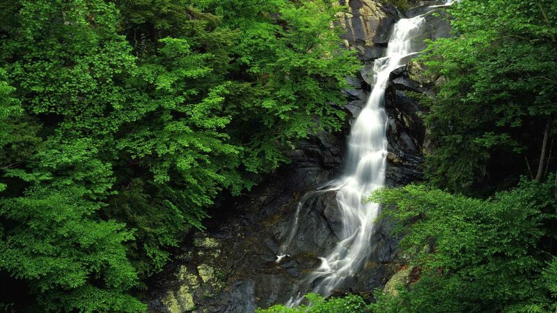 Waterfall in a lush forest