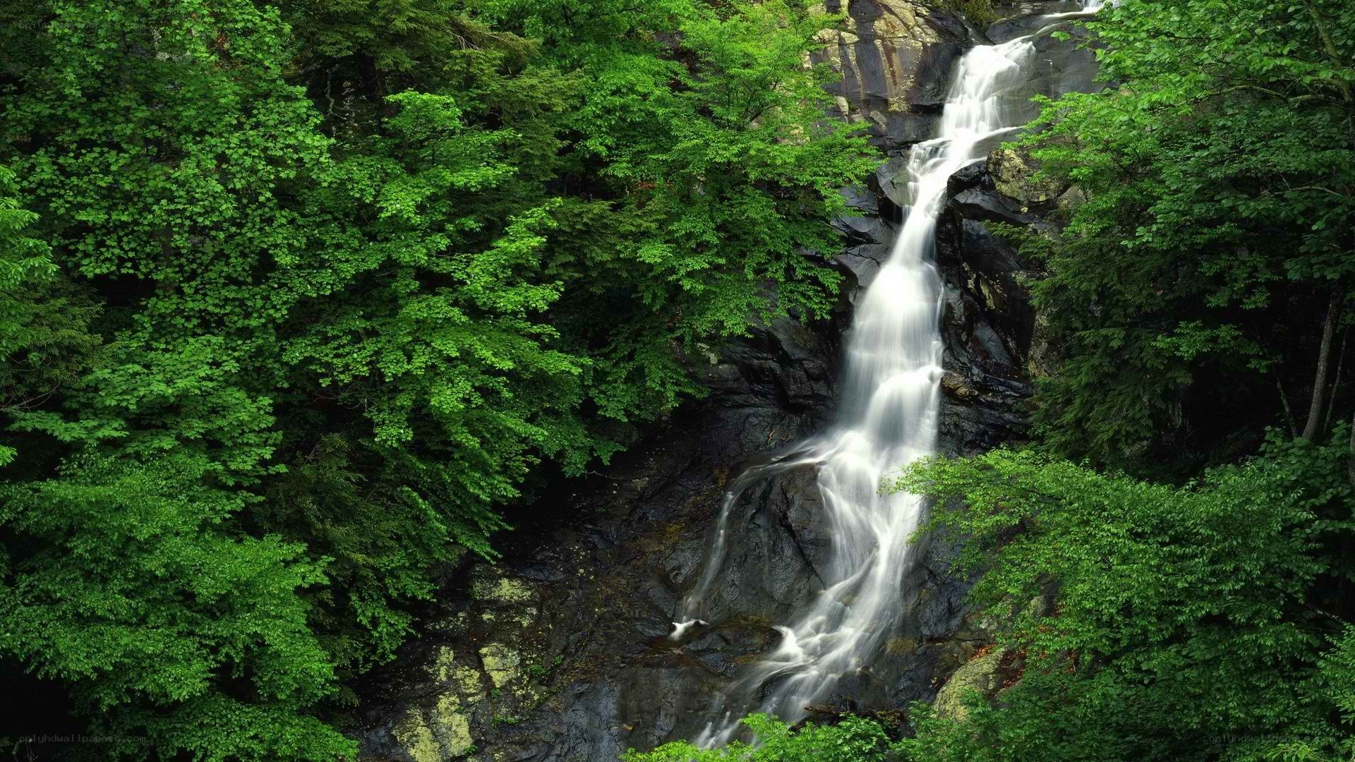 Waterfall in a lush forest