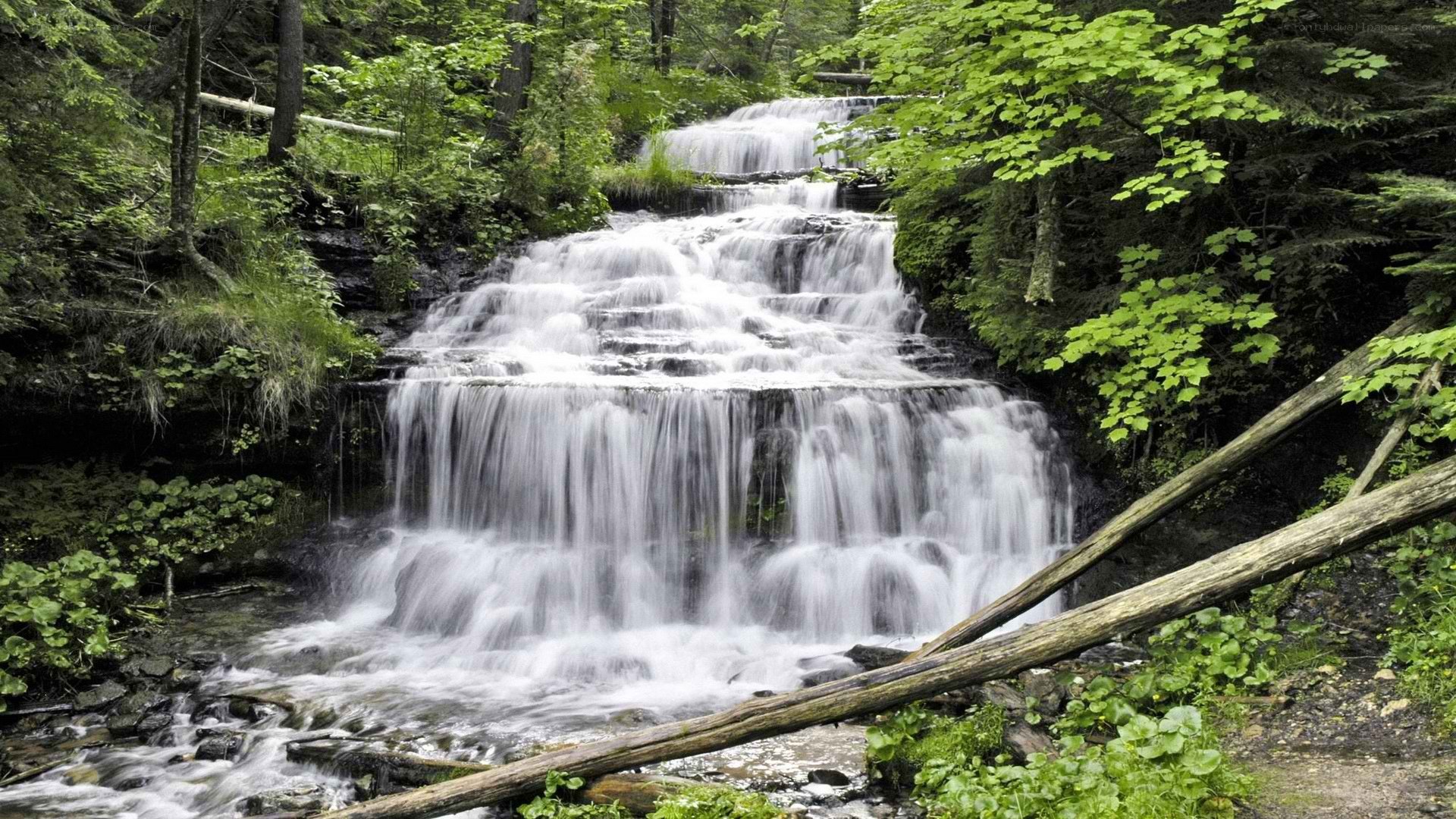 Waterfall in a lush forest
