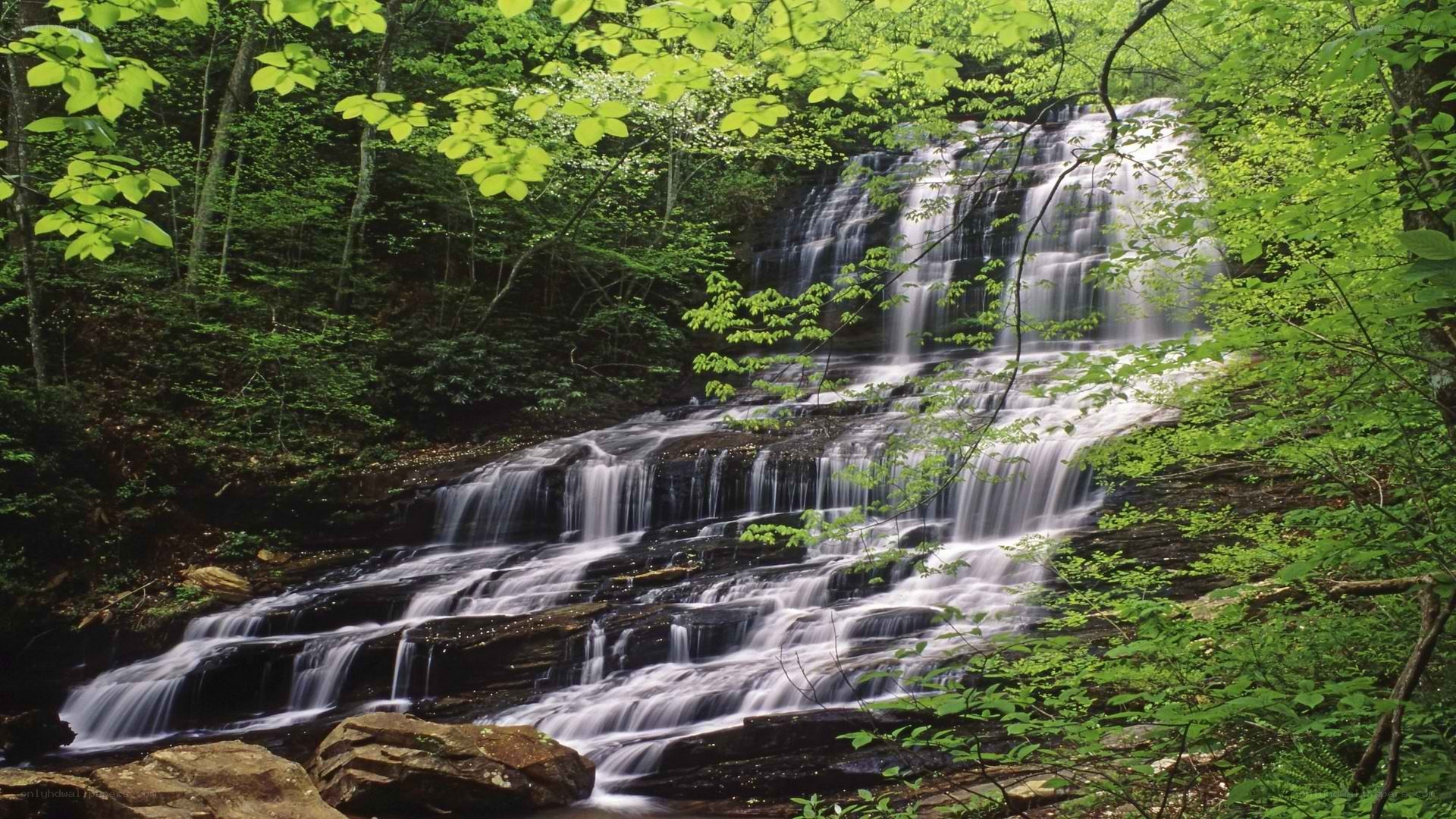 Waterfall in a lush forest