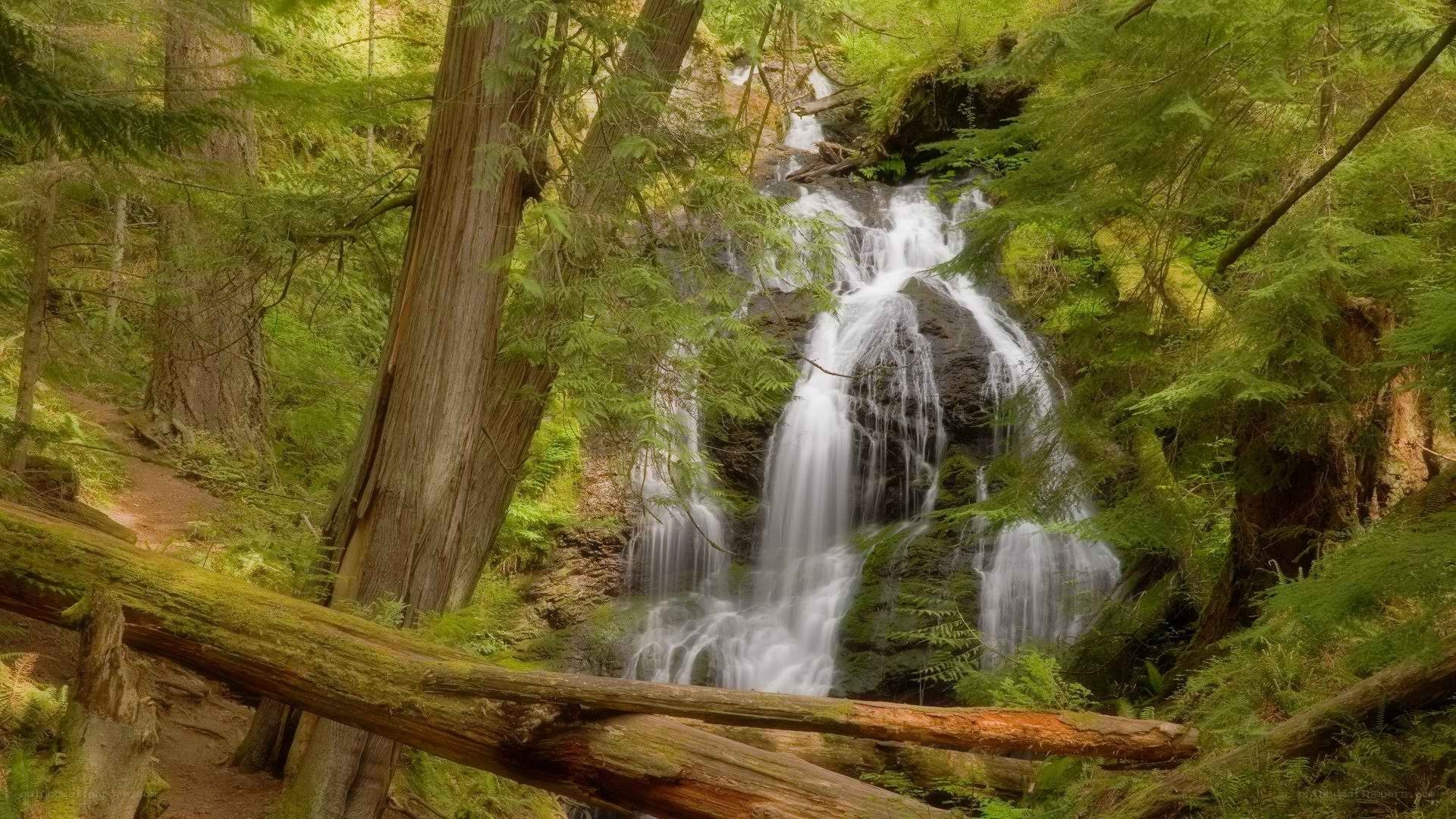 Waterfall in a lush forest