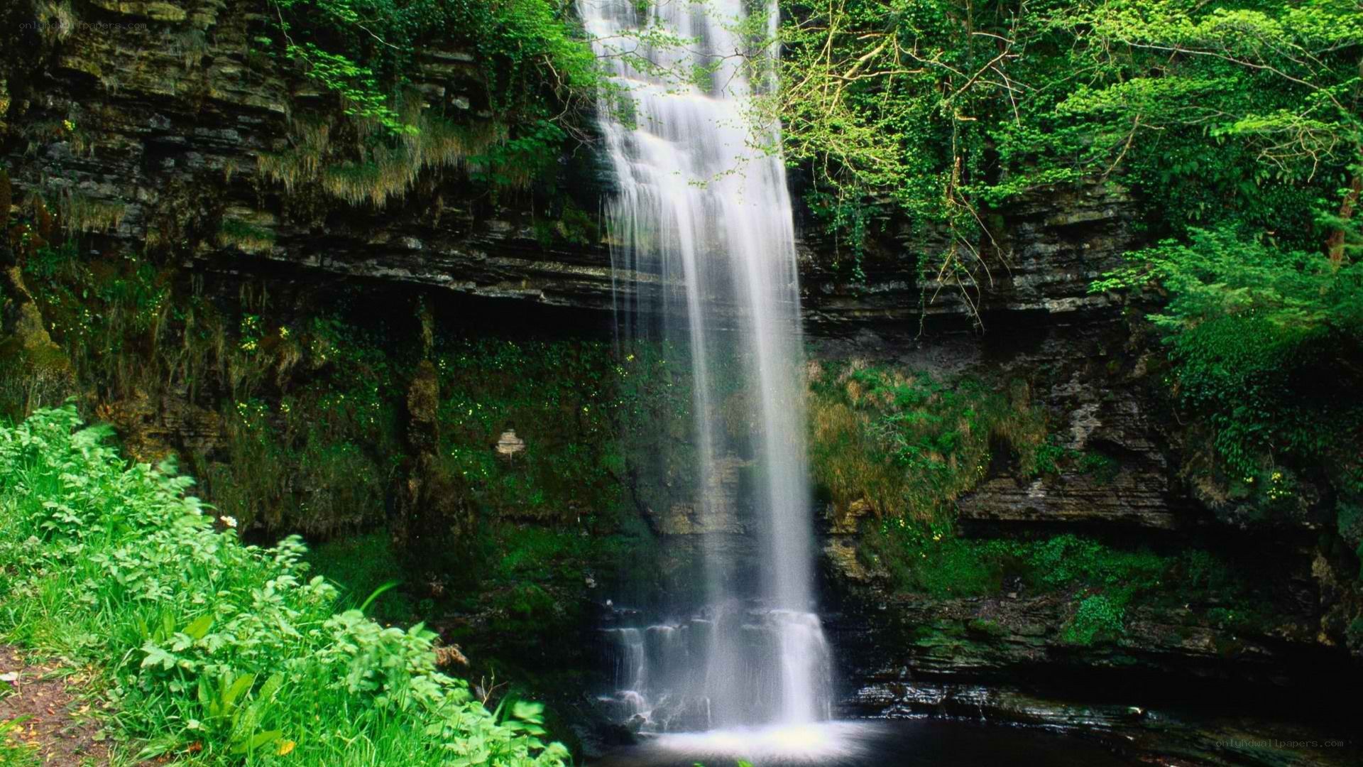 Waterfall in a lush forest