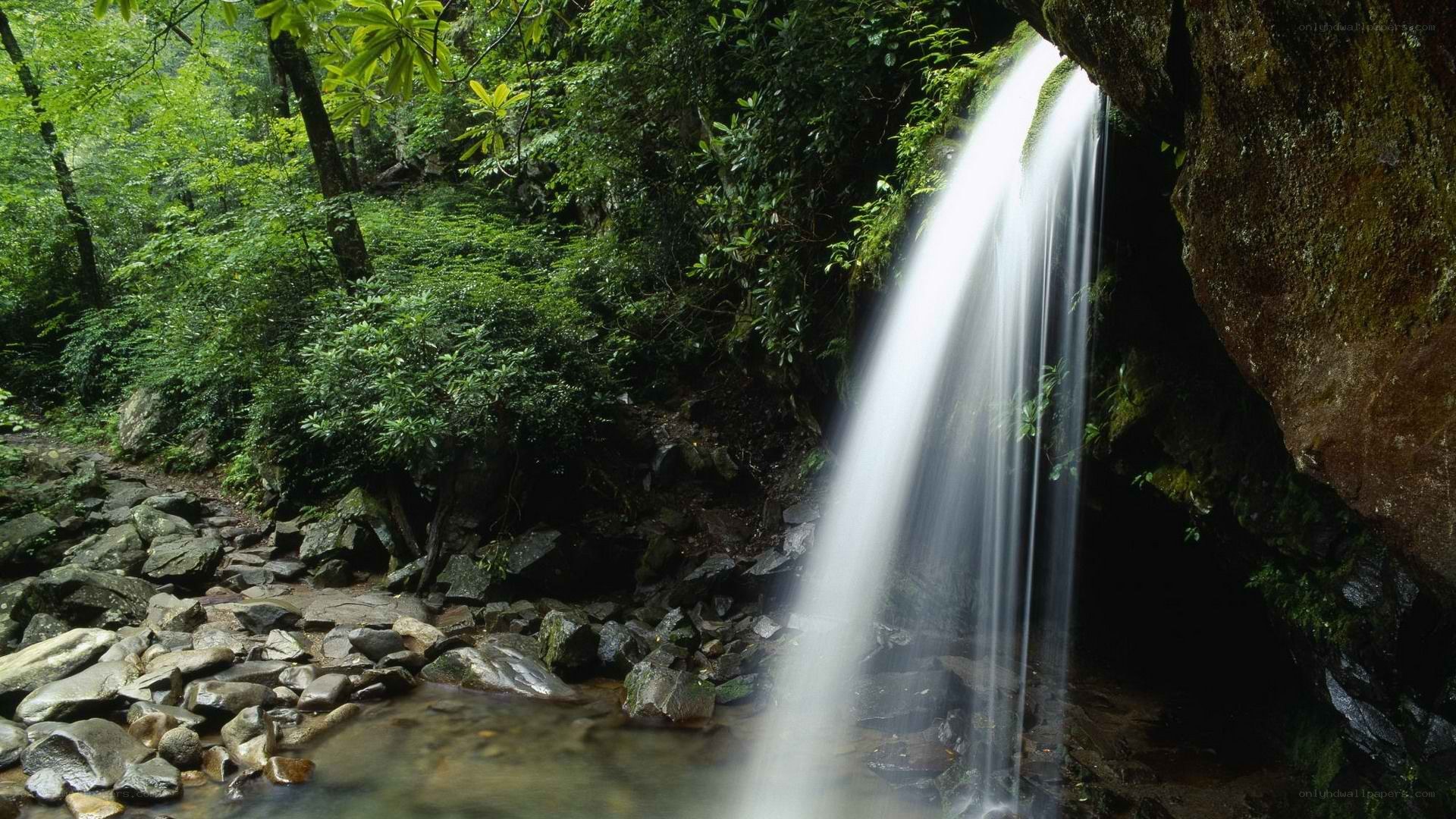 Waterfall in a lush forest