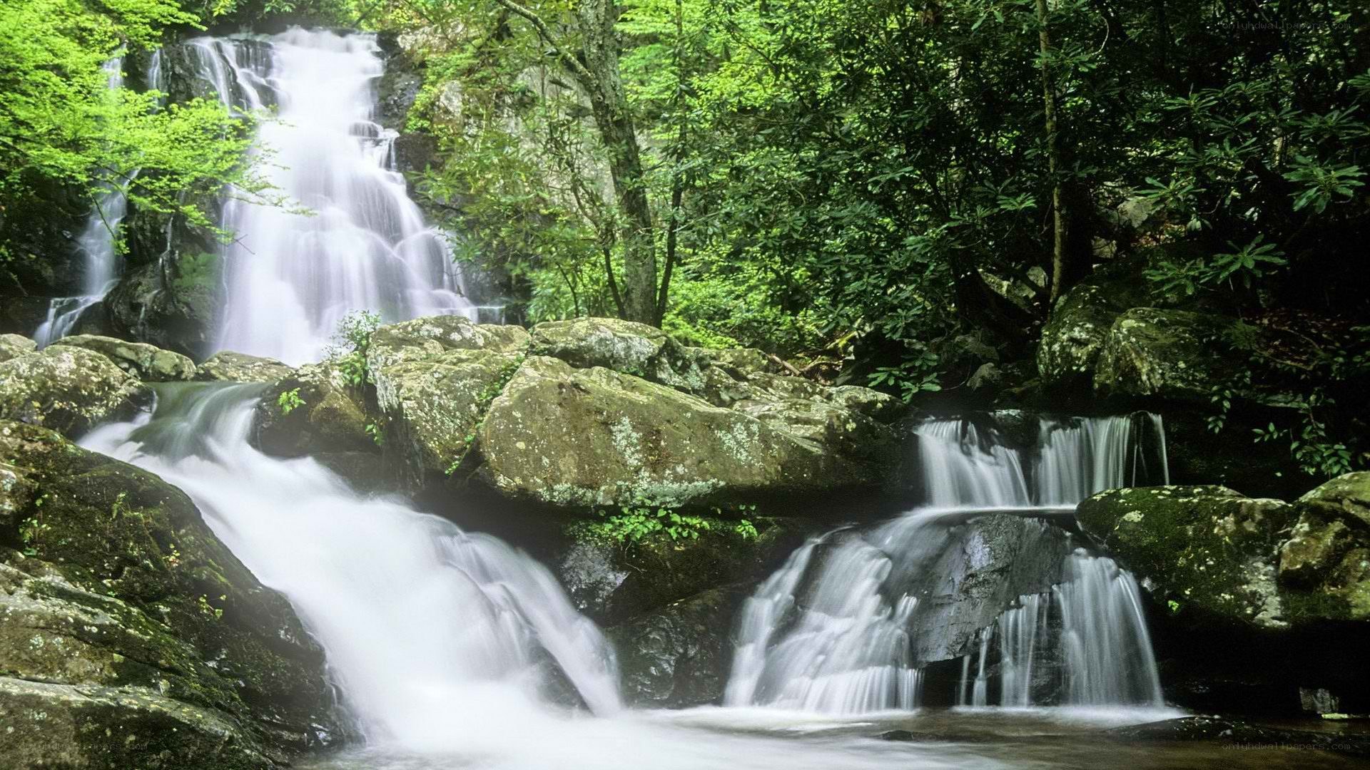 Waterfall in a lush forest