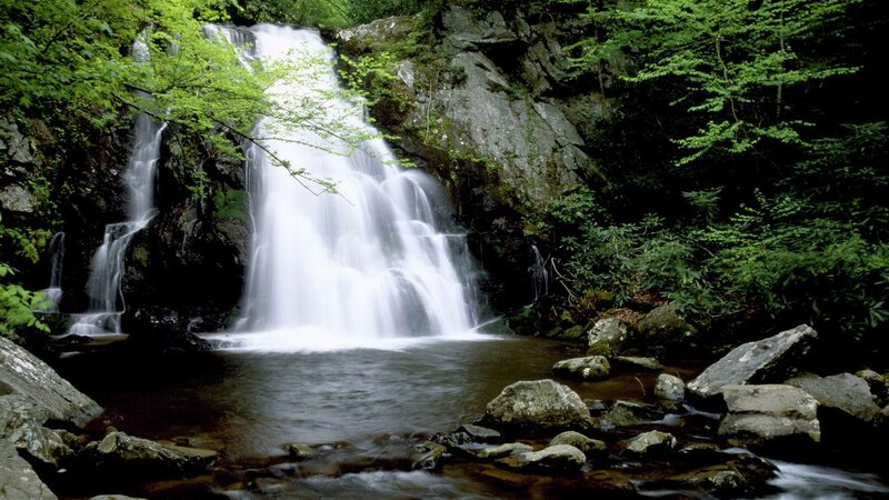 Waterfall in a lush forest