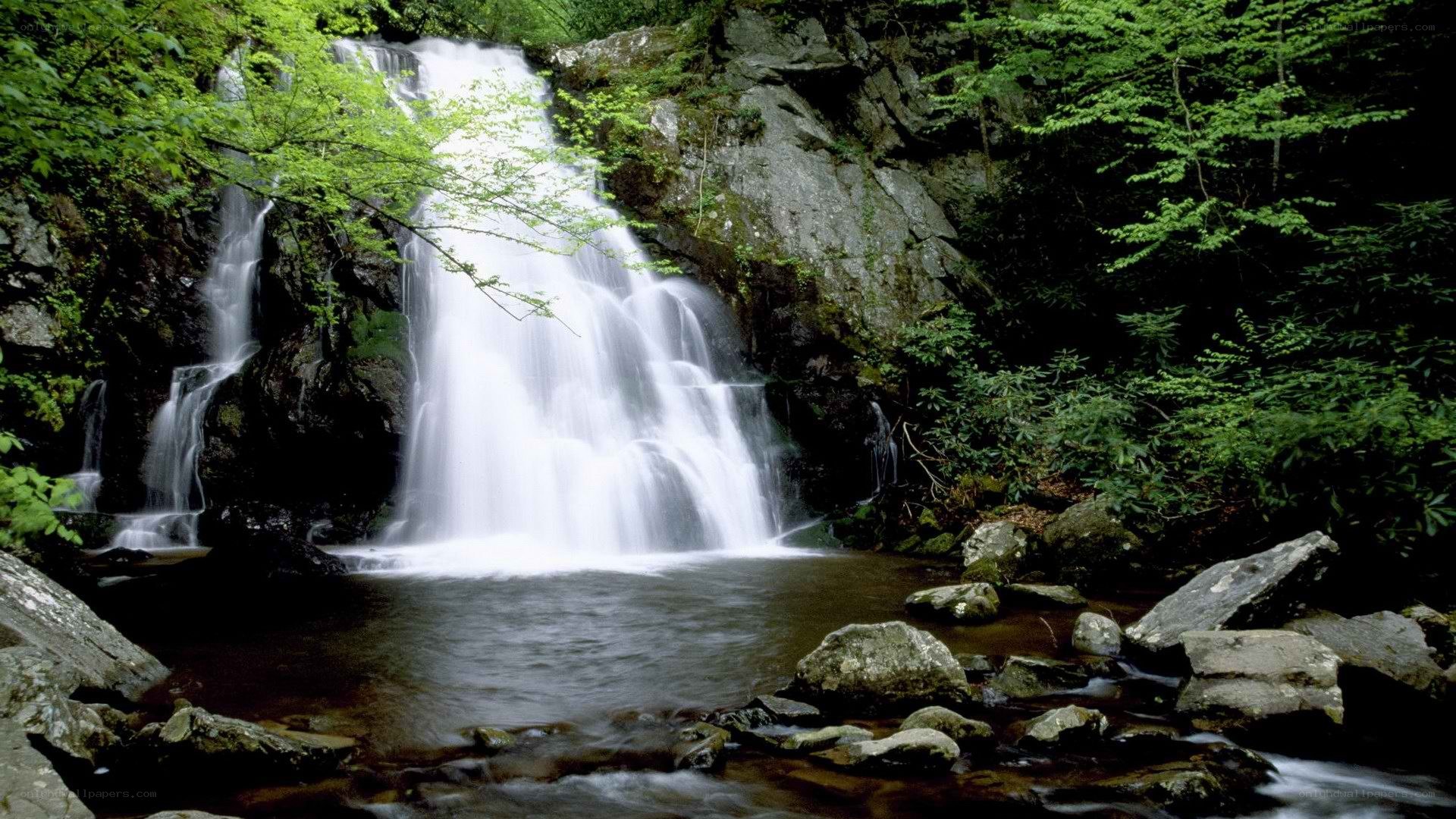 Waterfall in a lush forest