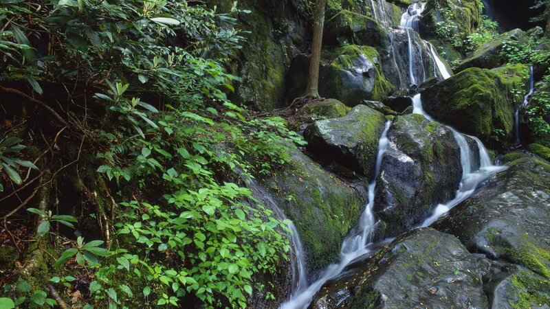 Waterfall in a lush forest