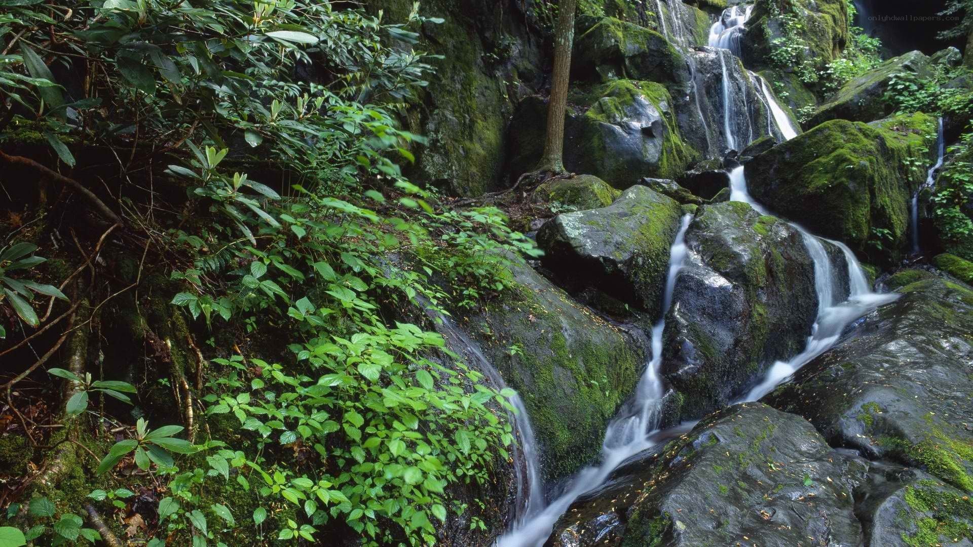 Waterfall in a lush forest