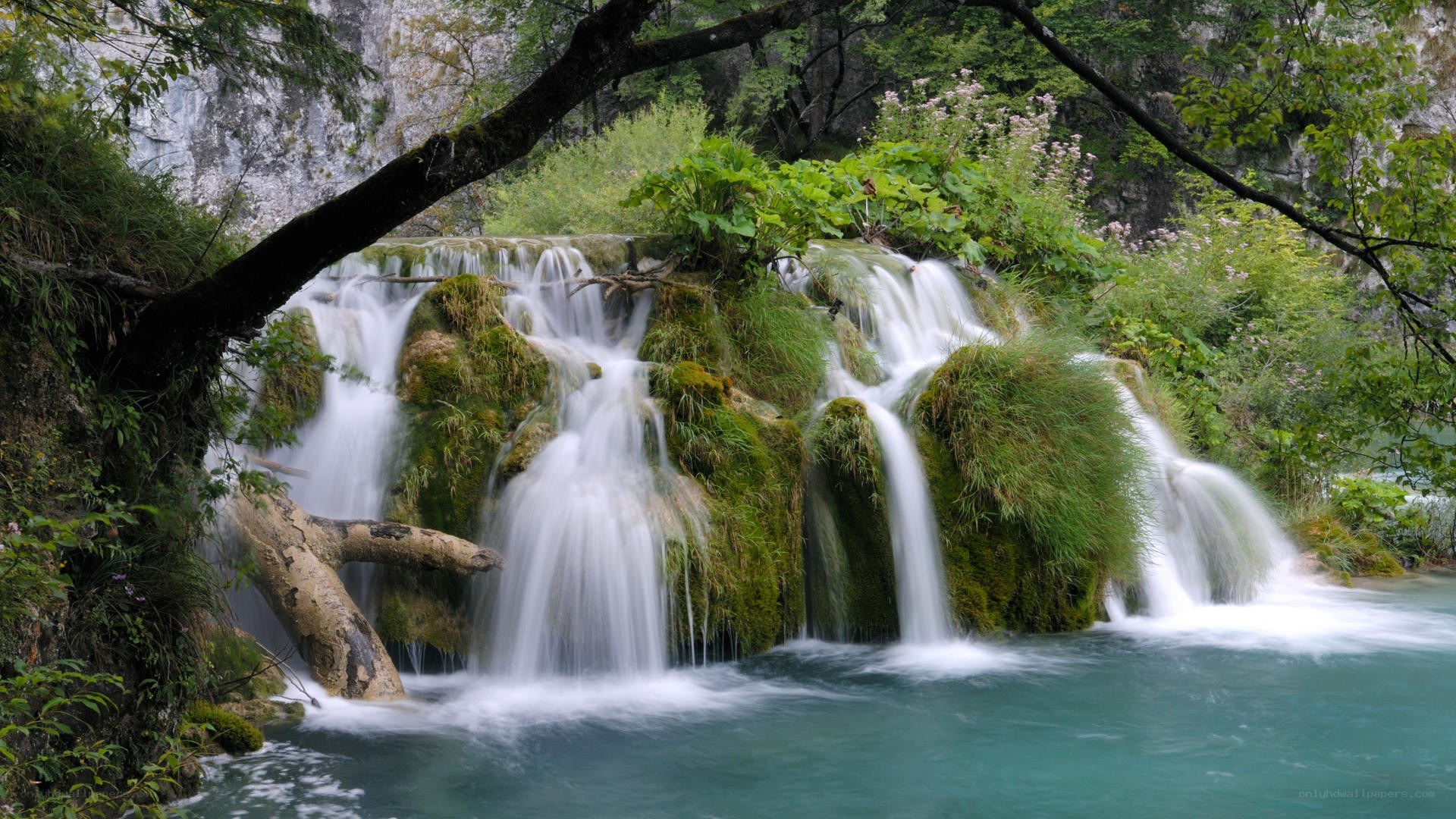 Waterfall in a lush forest