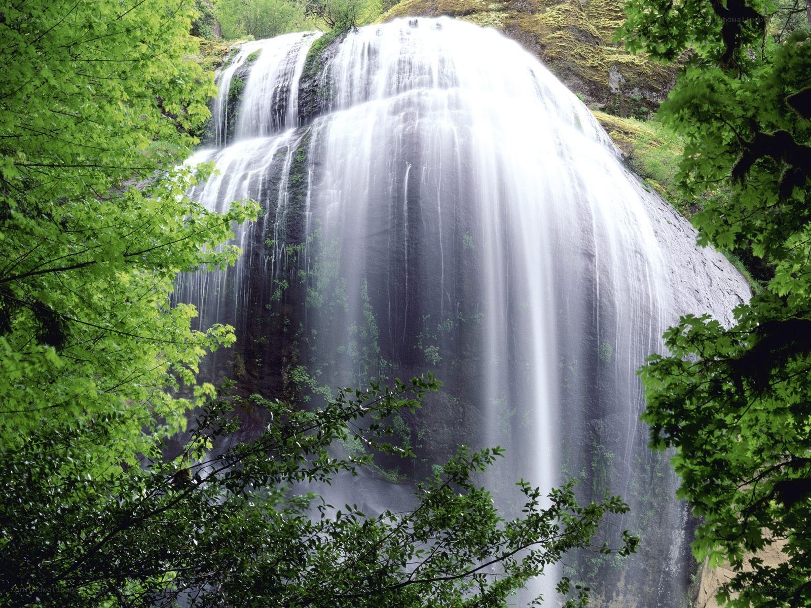 Waterfall in a lush forest