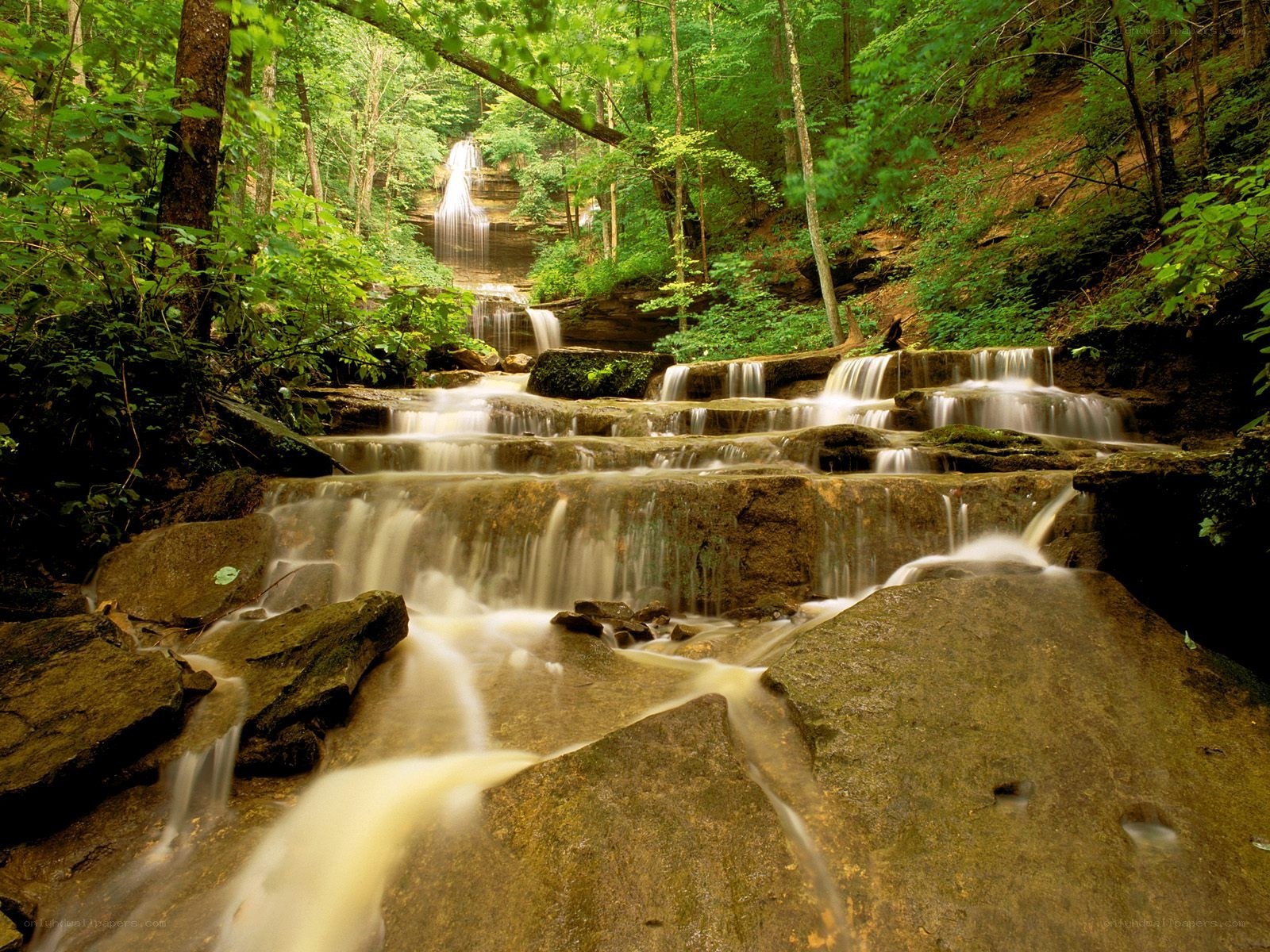Waterfall in a lush forest