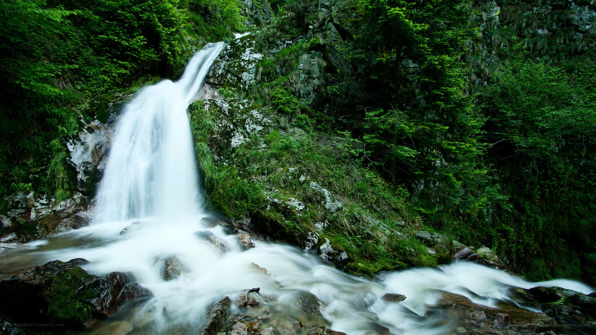 Waterfall in a lush forest