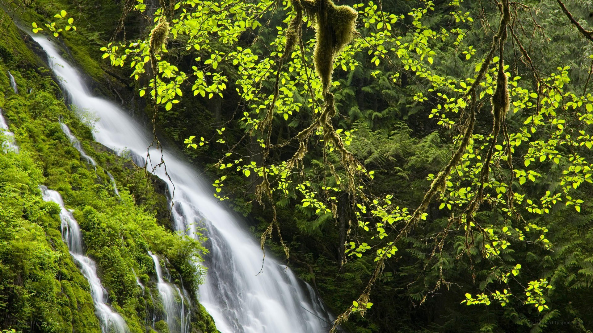 Waterfall in a lush forest