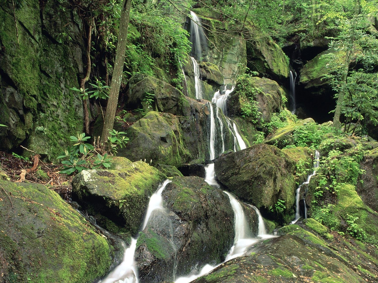 Waterfall in a lush forest