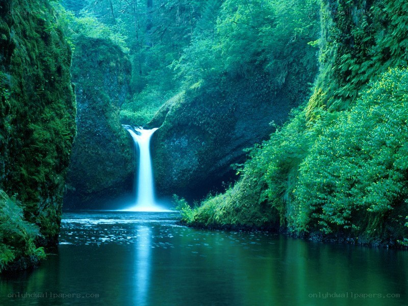 Waterfall in a lush forest
