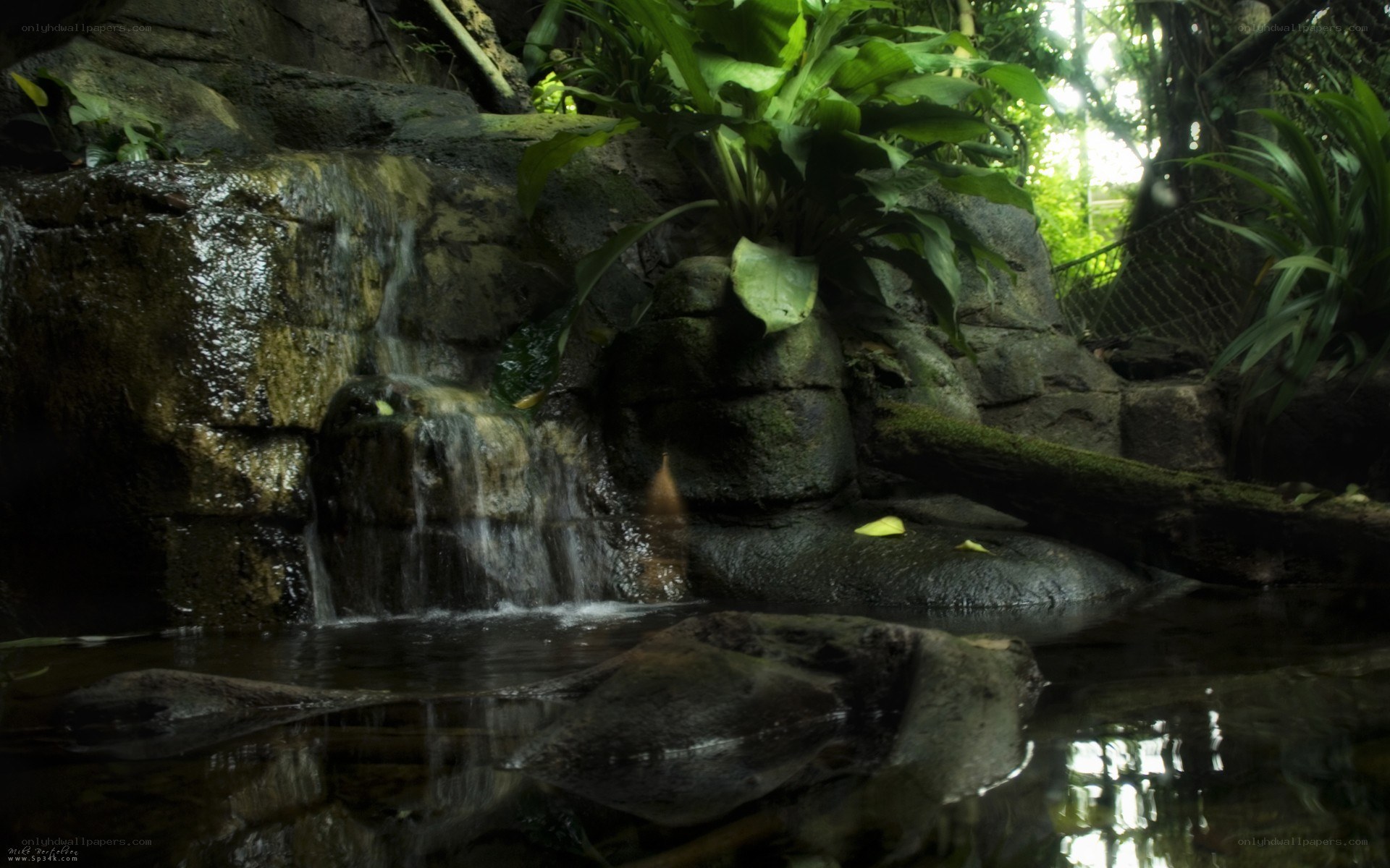 Waterfall in a lush forest