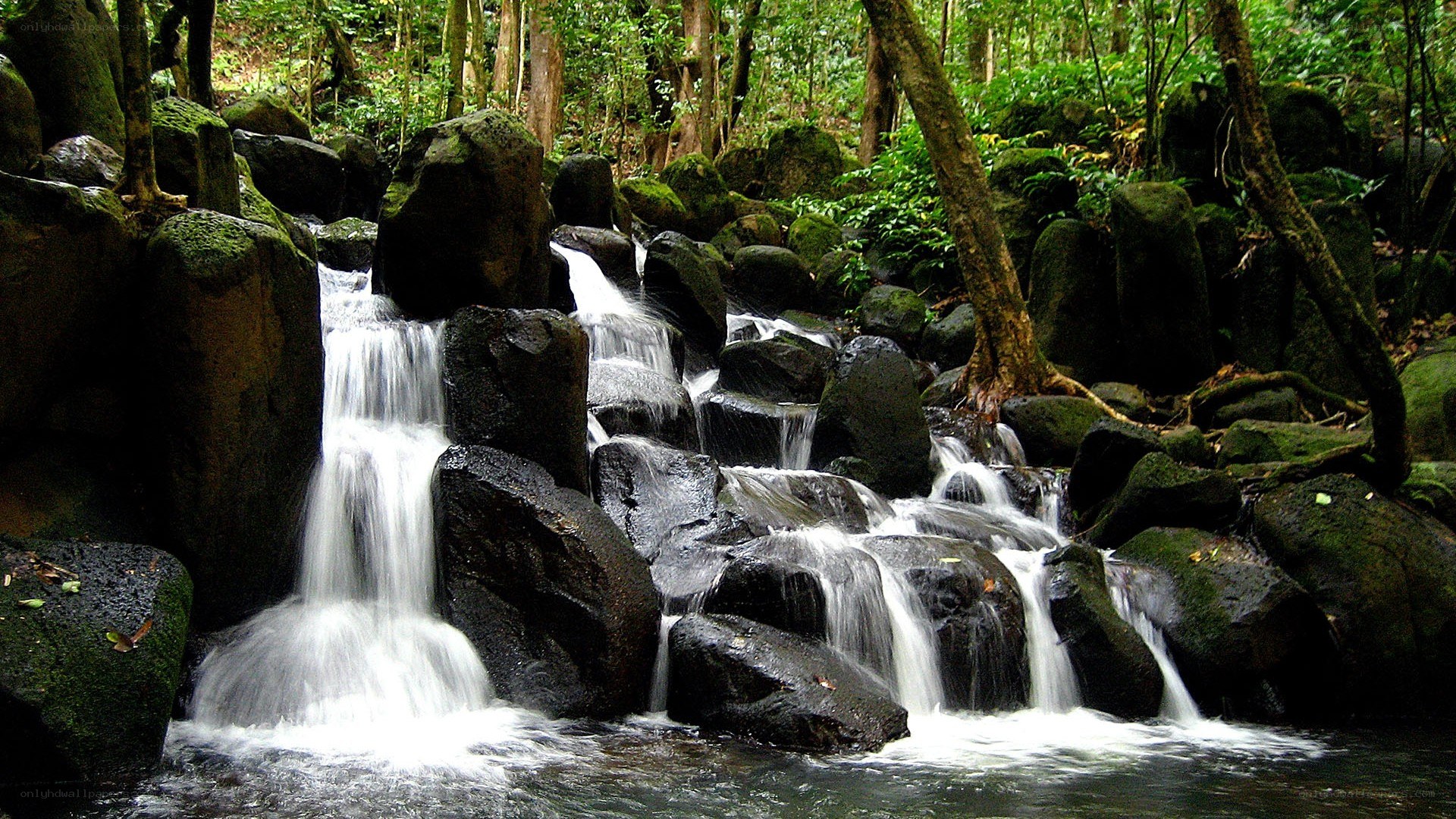 Waterfall in a lush forest