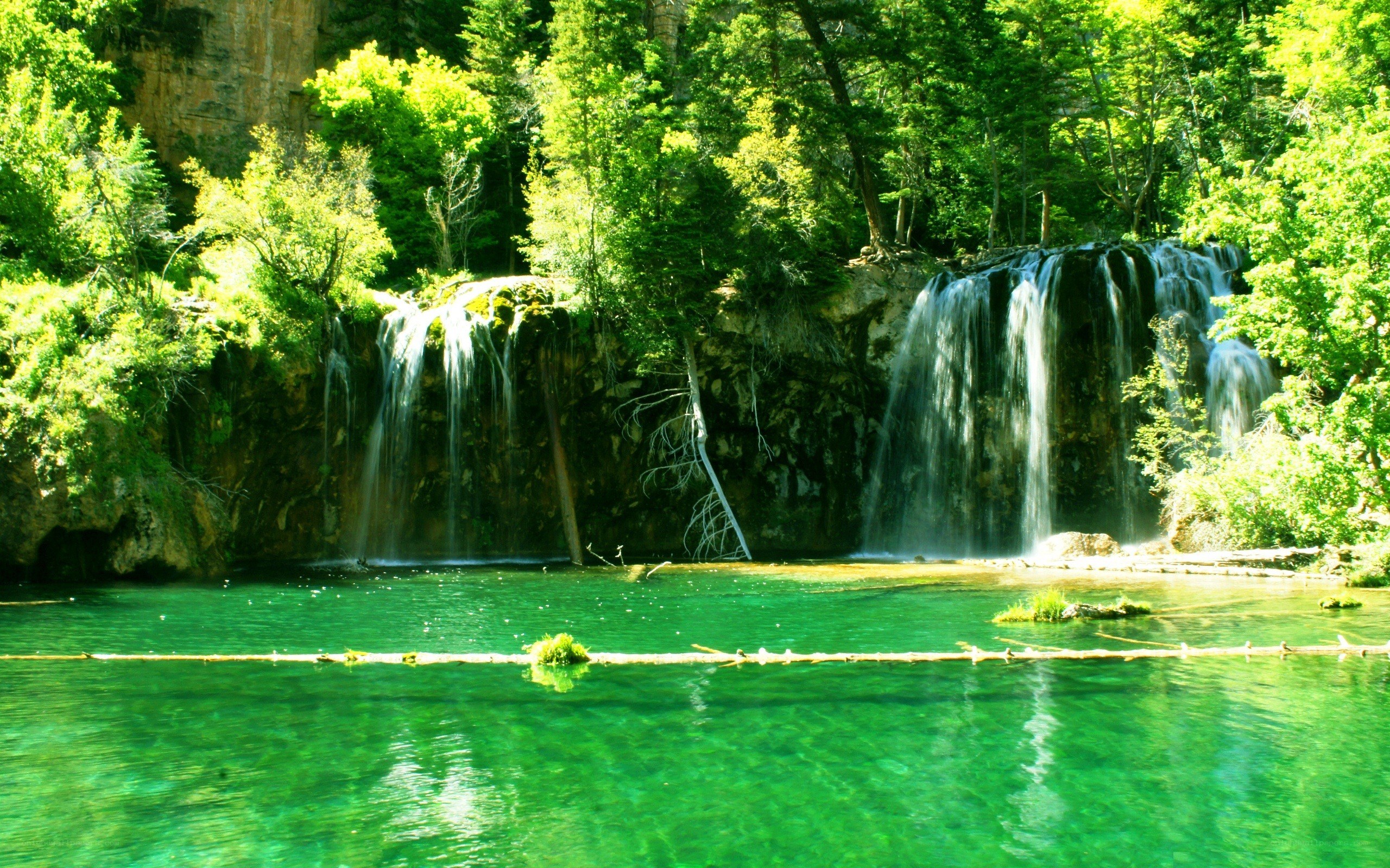 Waterfall in a lush forest