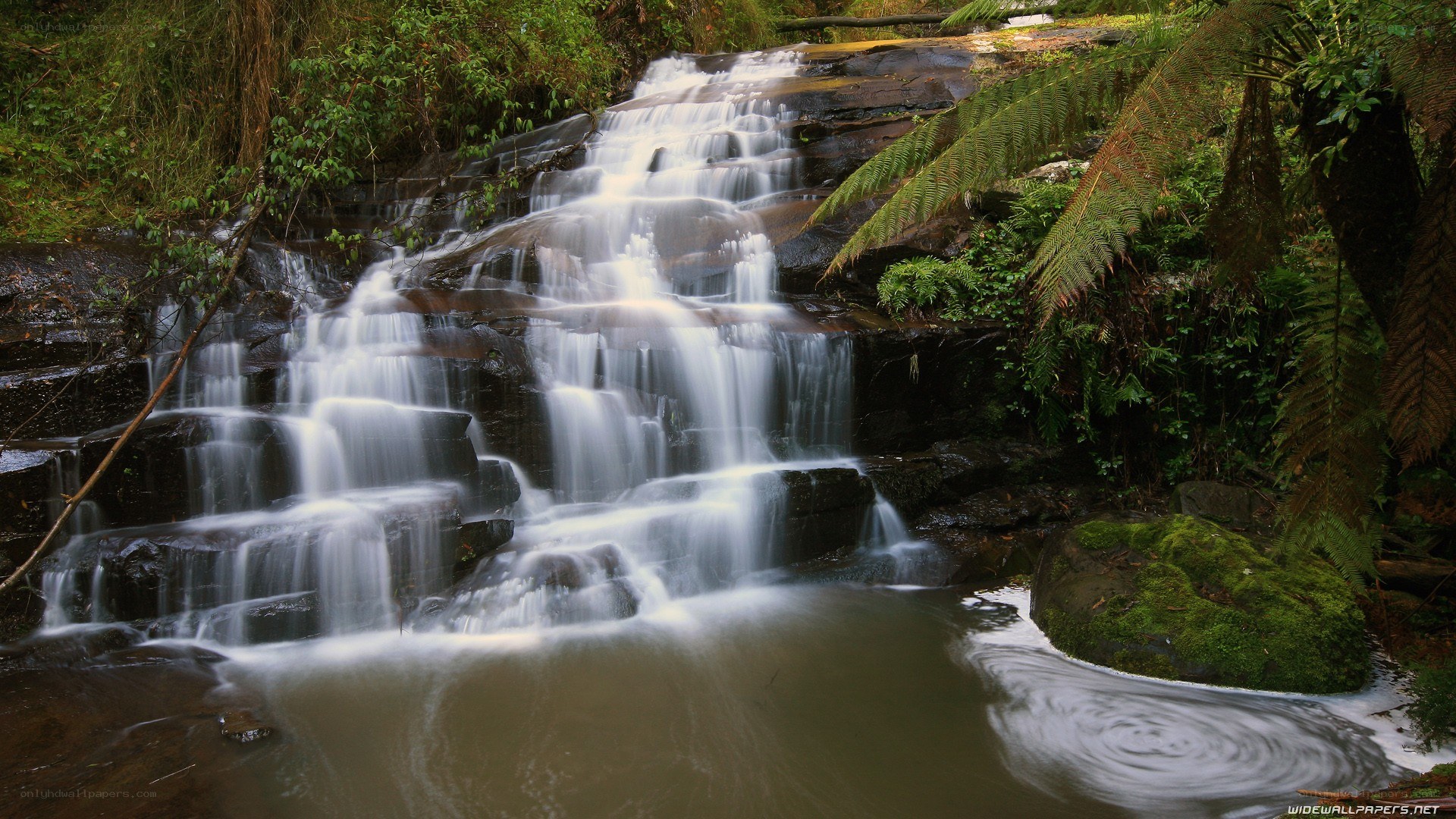Waterfall in a lush forest