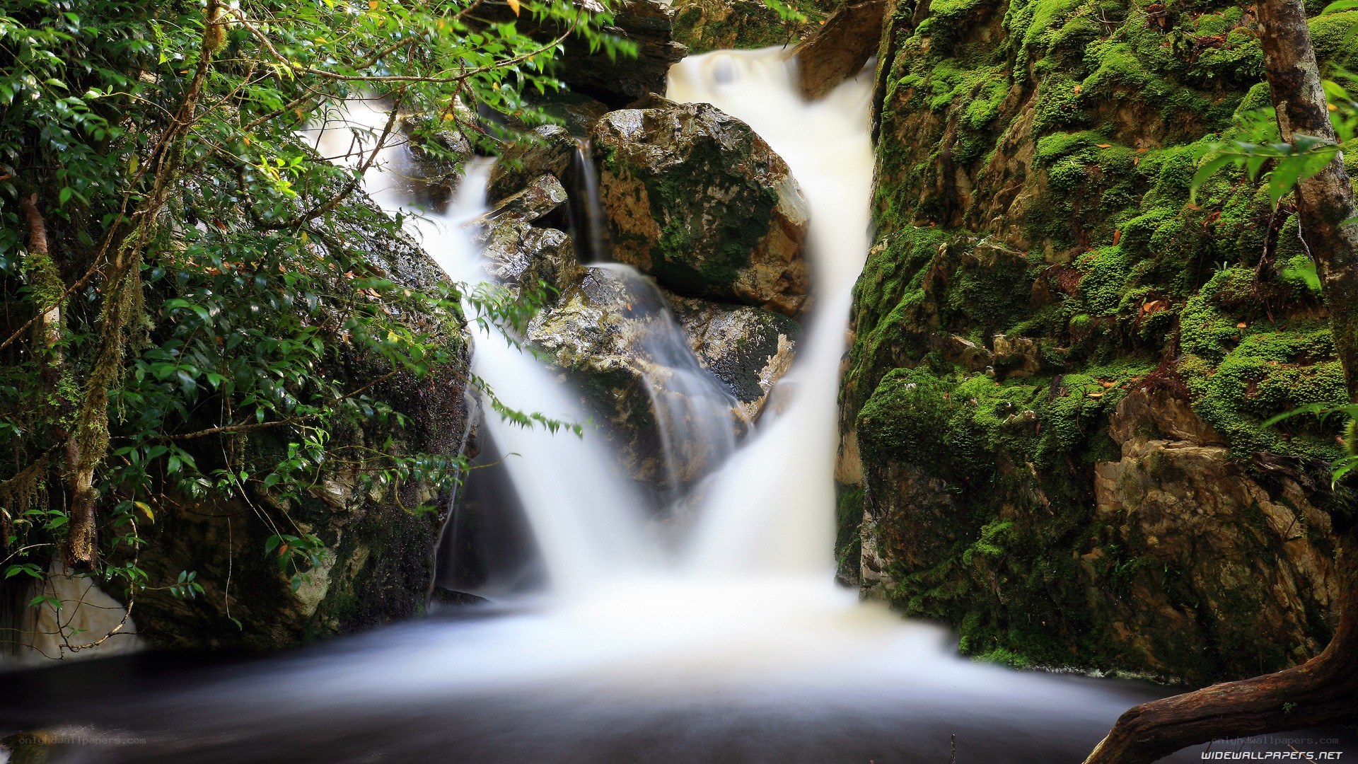 Waterfall in a lush forest