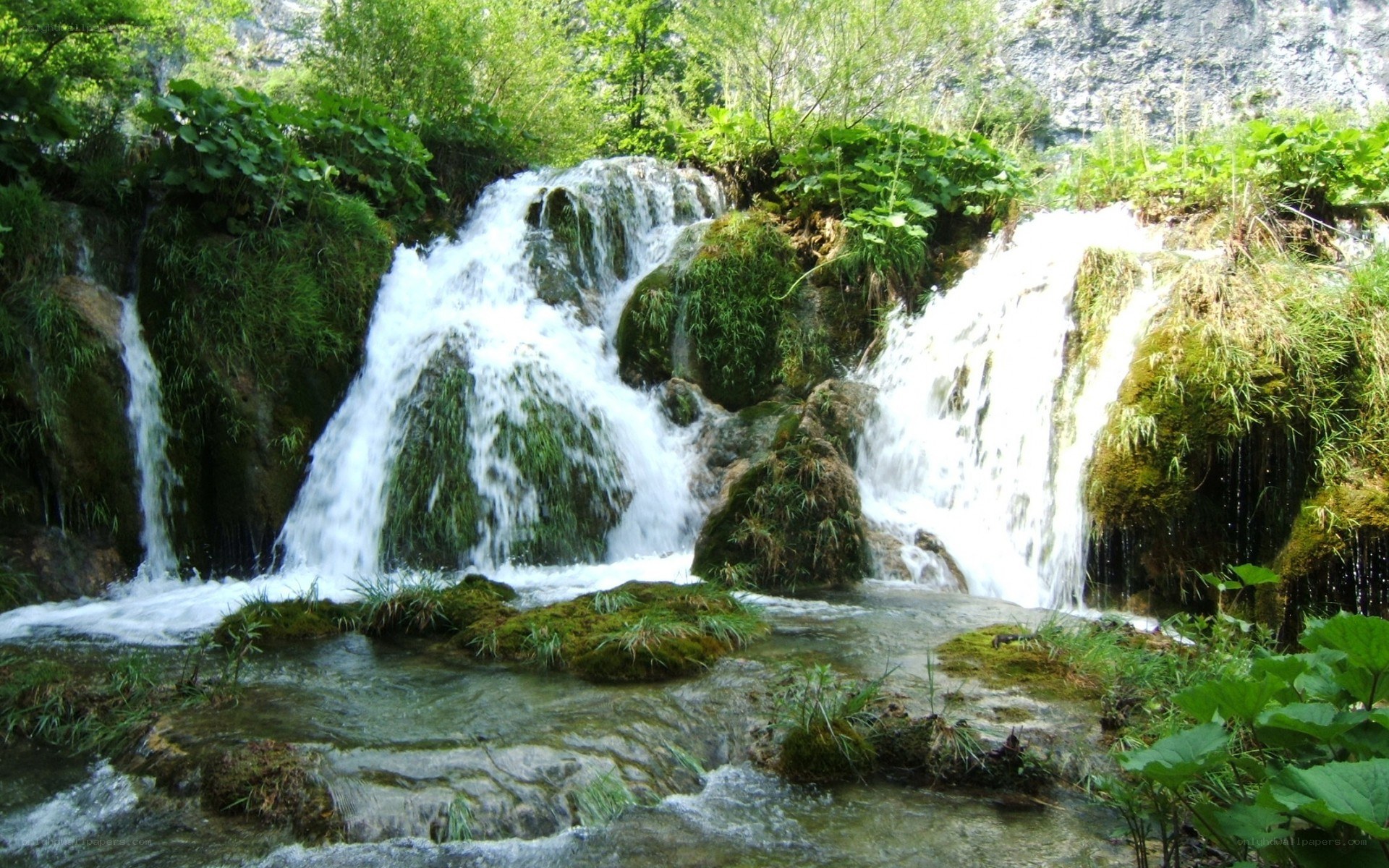 Waterfall in a lush forest