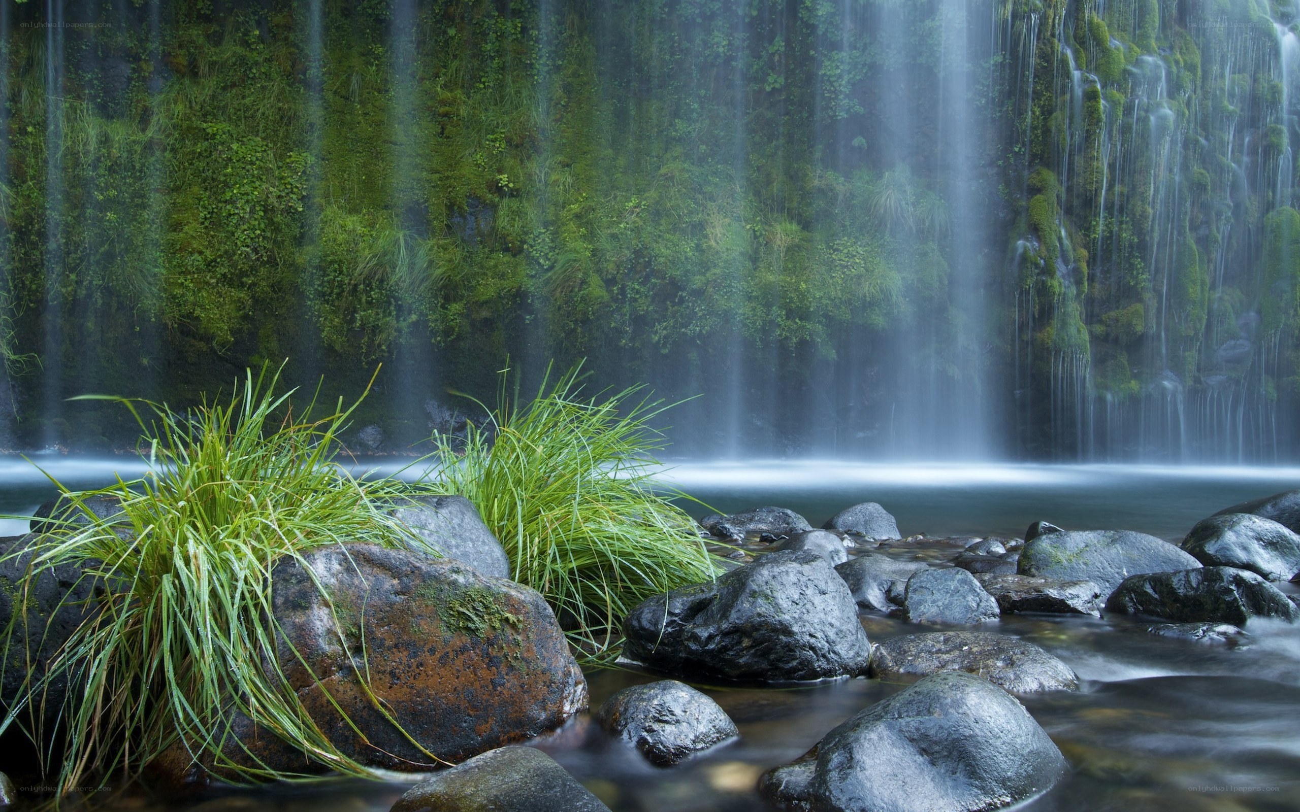 Waterfall in a lush forest