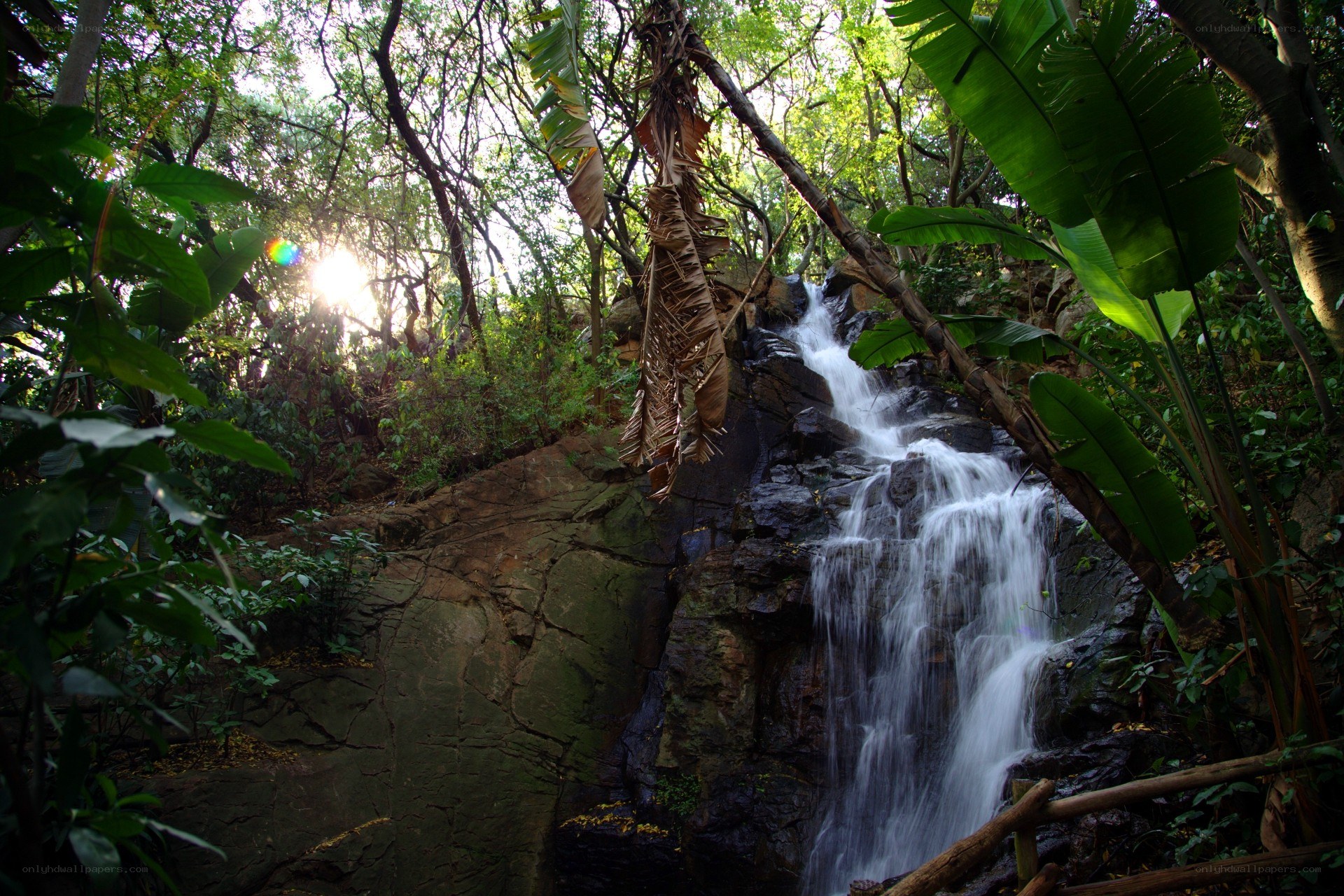 Waterfall in a lush forest