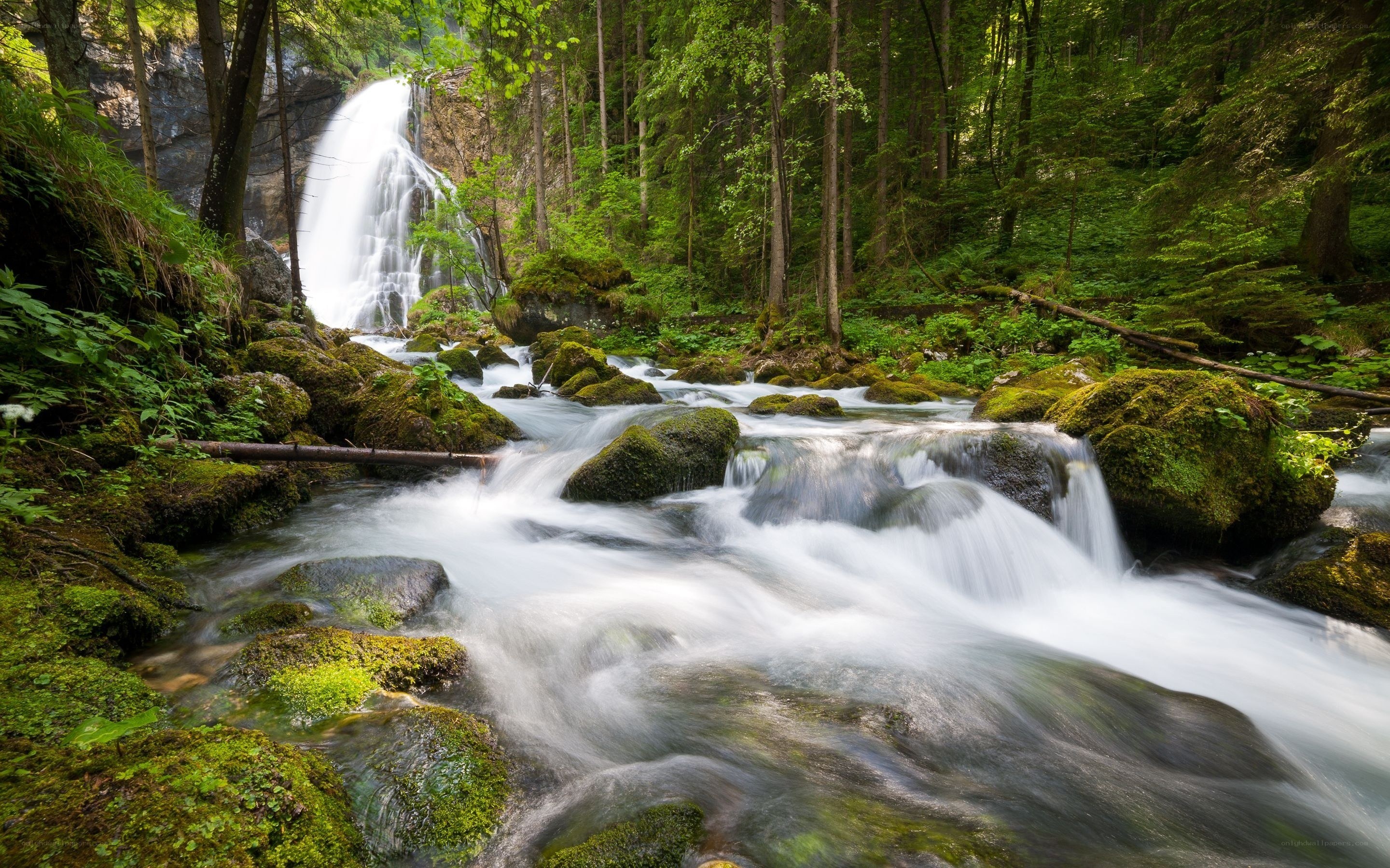 Waterfall in a lush forest