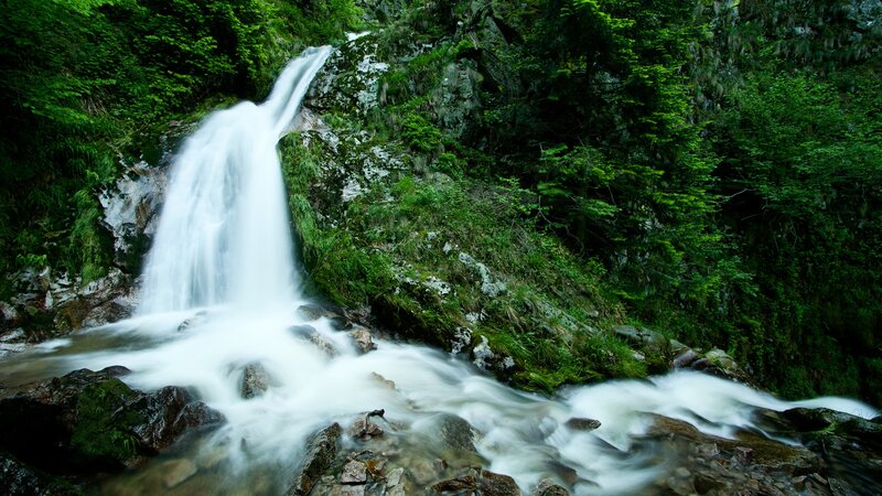 Waterfall in a lush forest