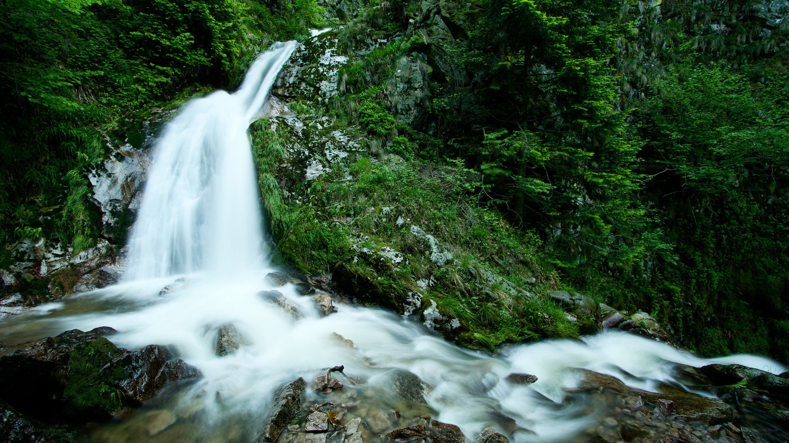 Waterfall in a lush forest