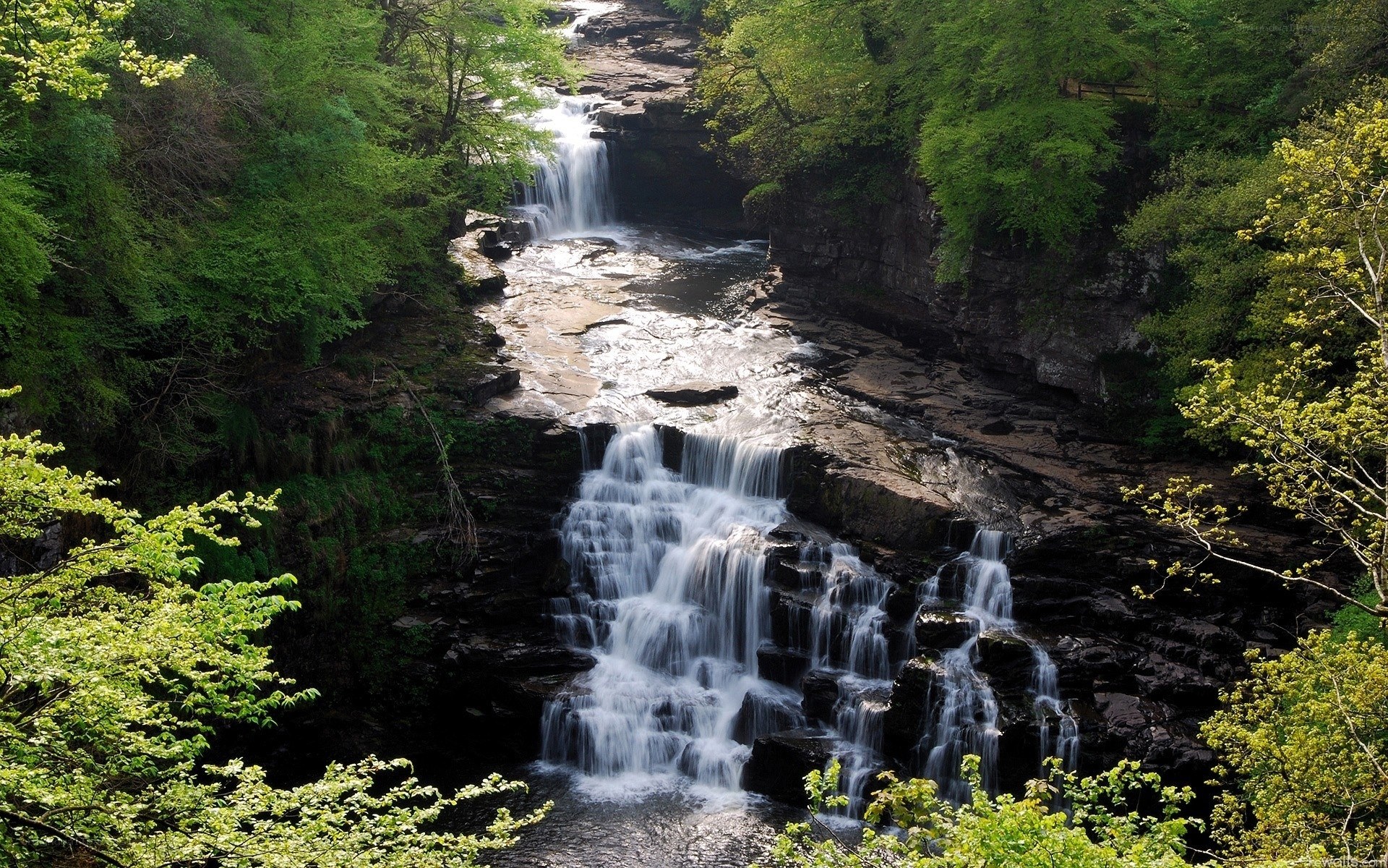 Waterfall in a lush forest