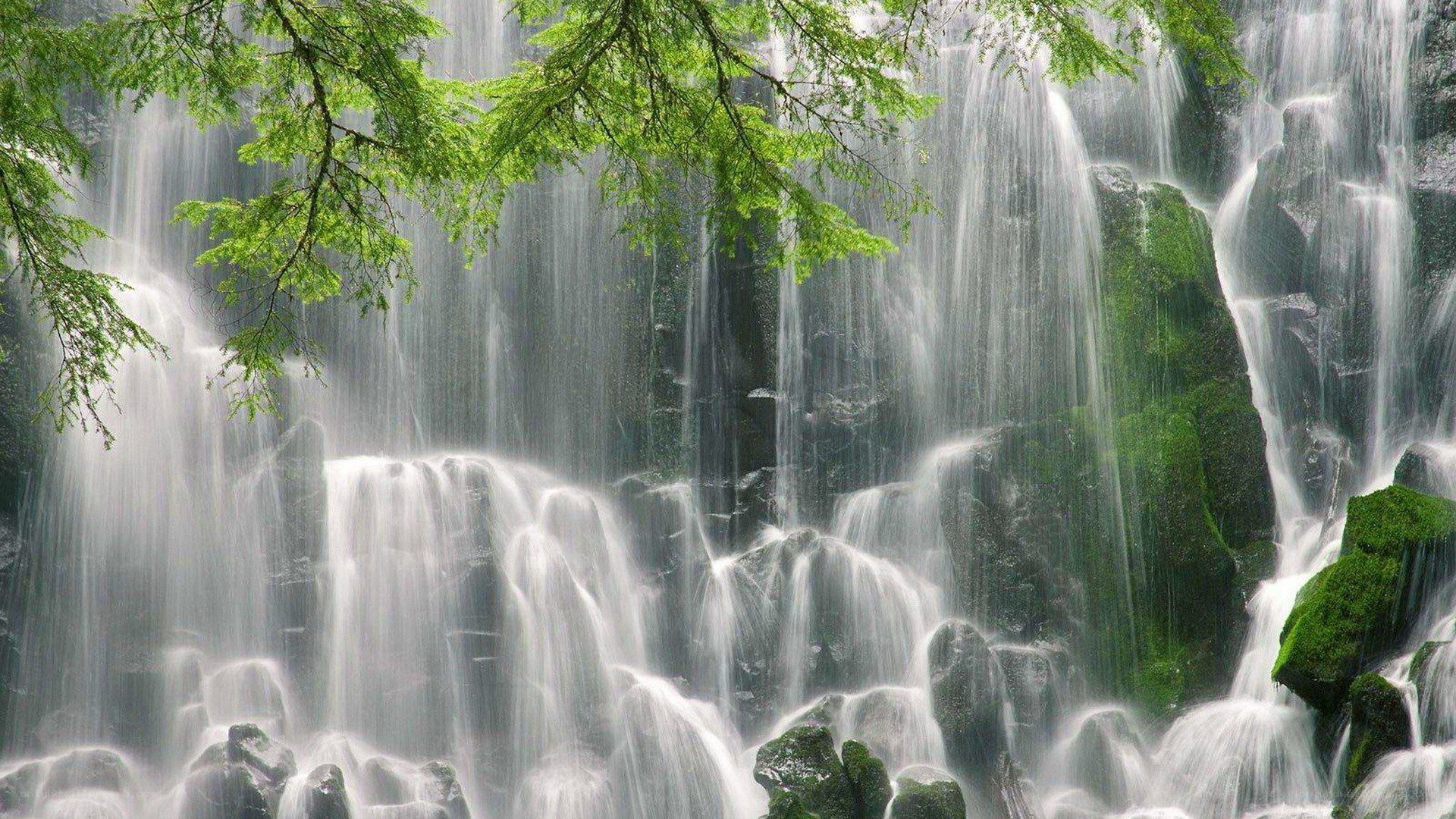 Waterfall in a lush forest