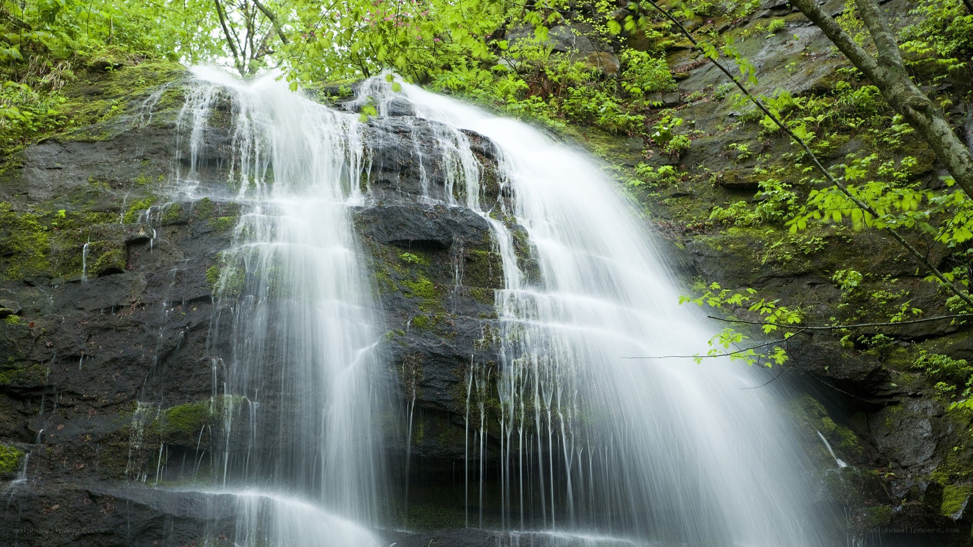 Waterfall in a lush forest