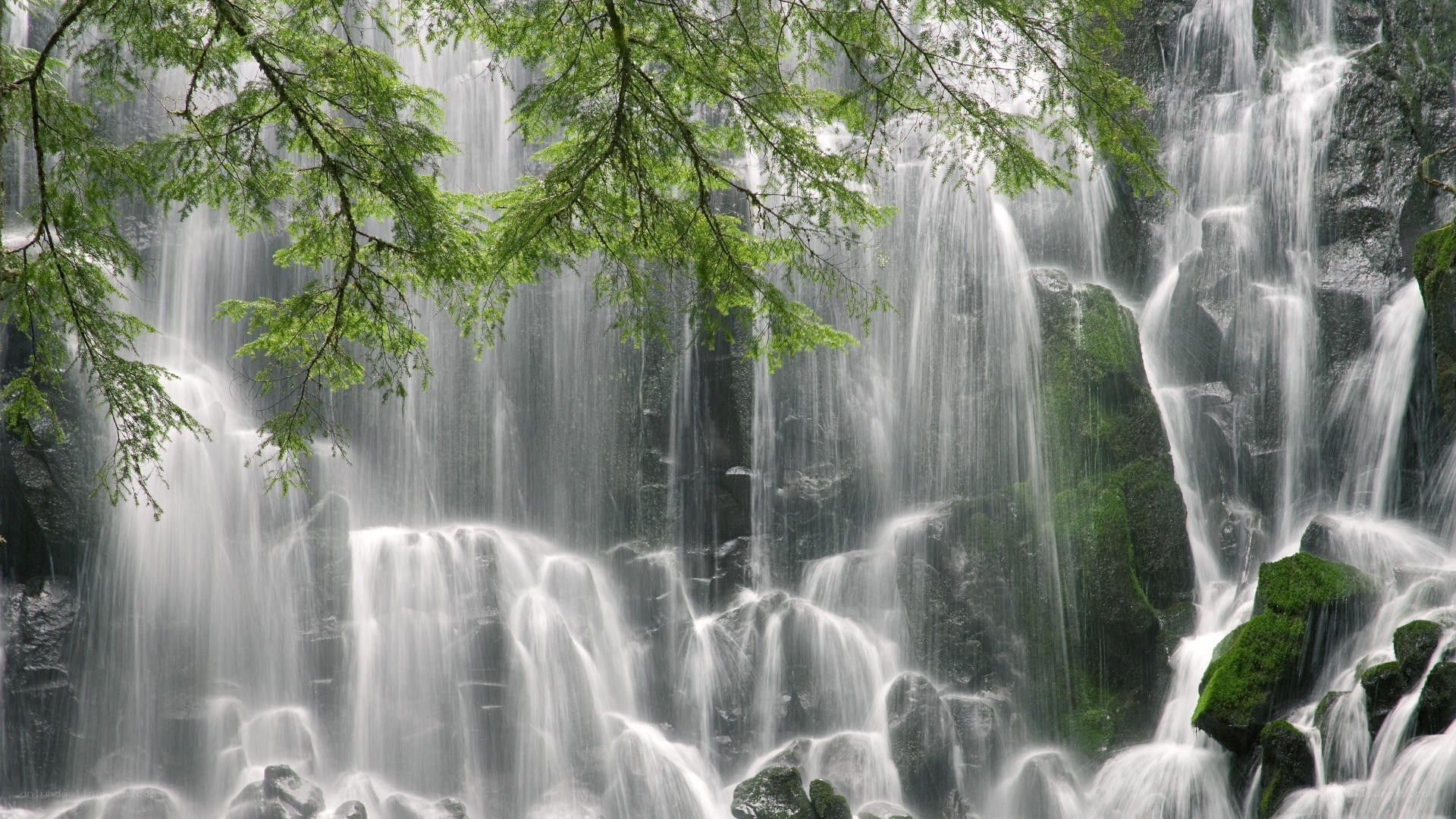 Waterfall in a lush forest
