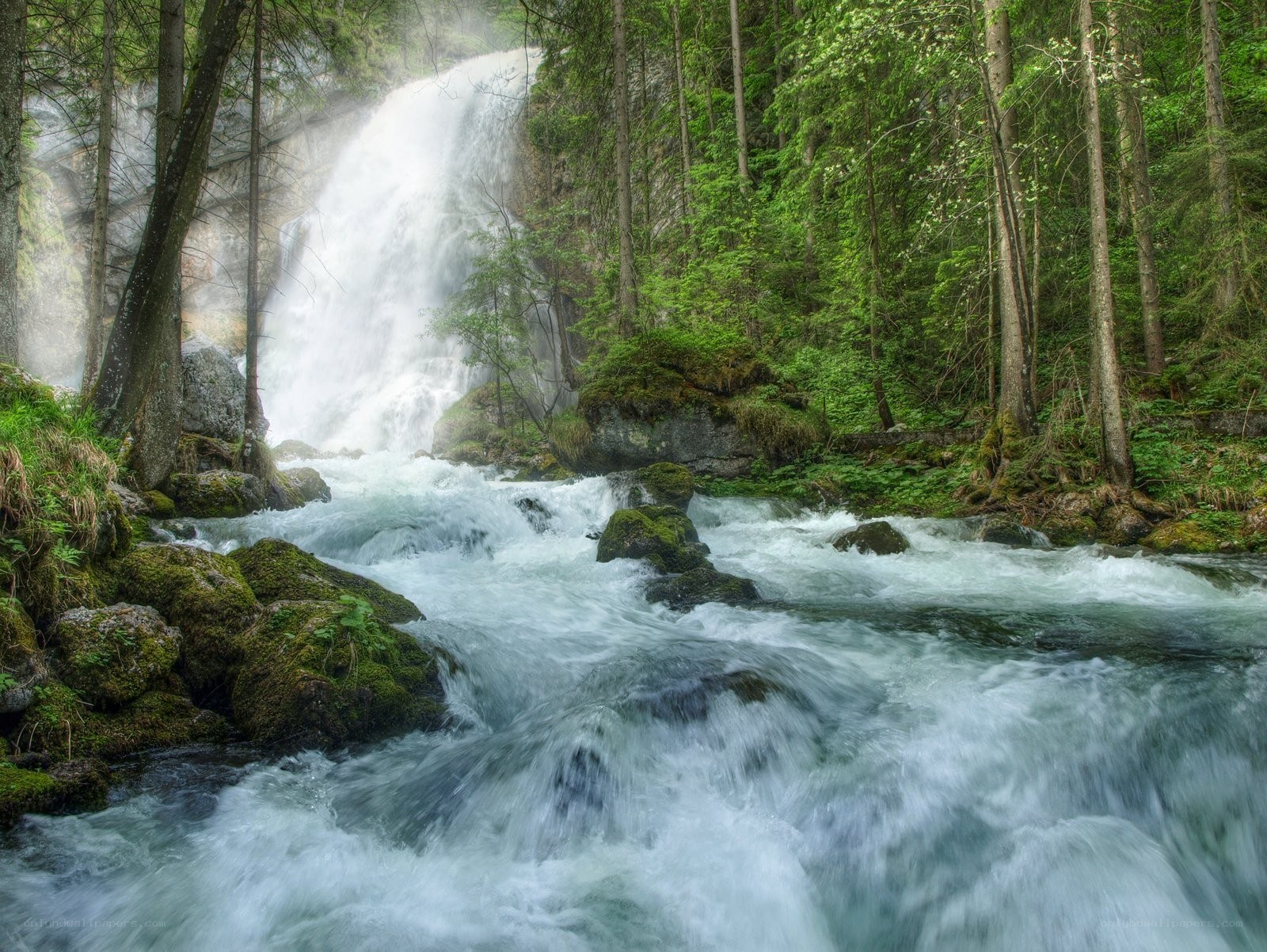 Waterfall in a lush forest