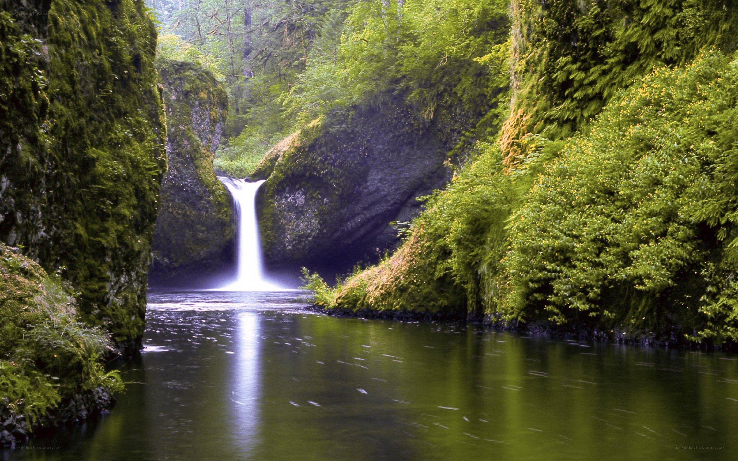 Waterfall in a lush forest